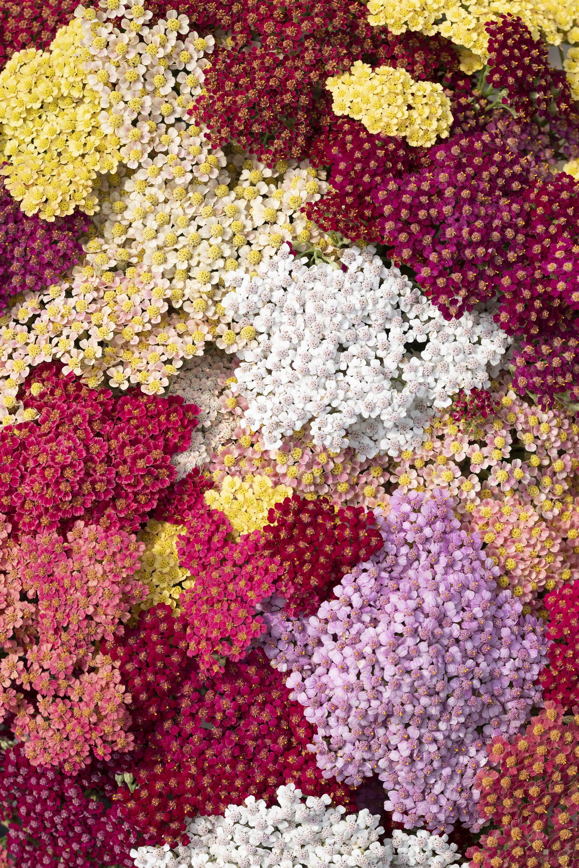 Yarrow 'Flowerburst Fruitbowl' plugs