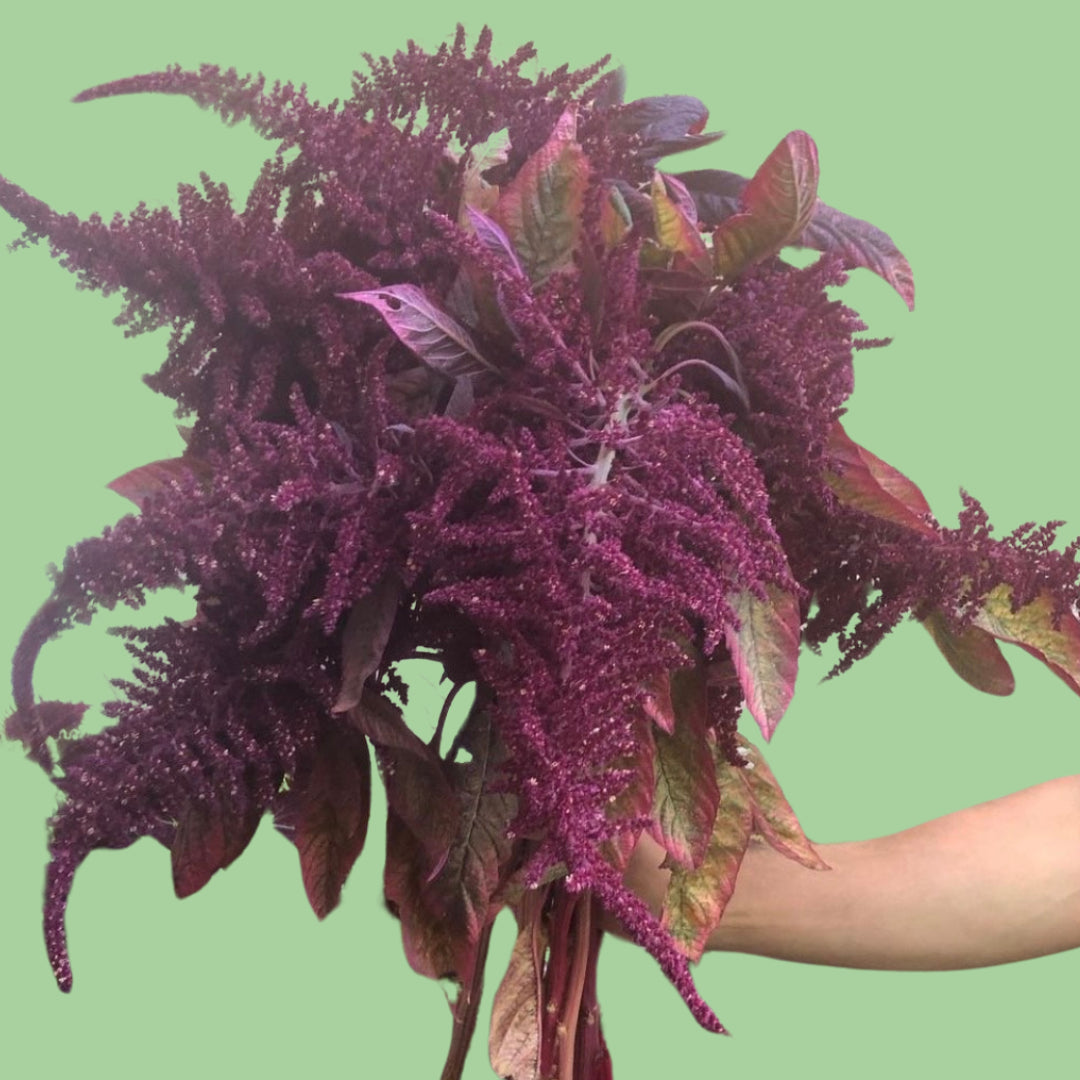 Red Amaranth seeds
