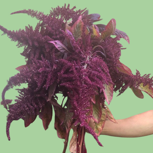 Red Amaranth seeds