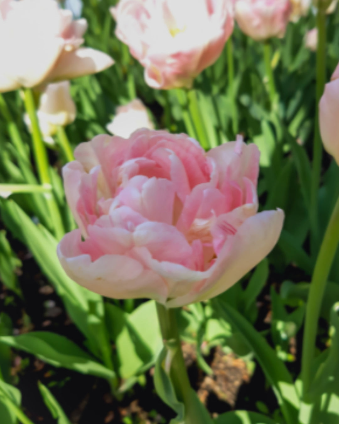 Tulip 'Angelique' Precooled