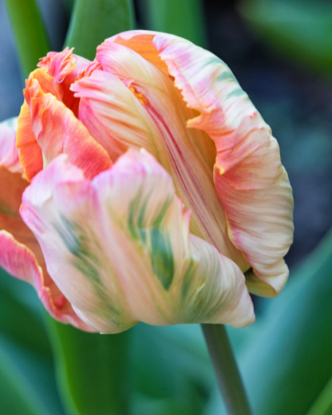 Tulip 'Apricot Parrot' Precooled
