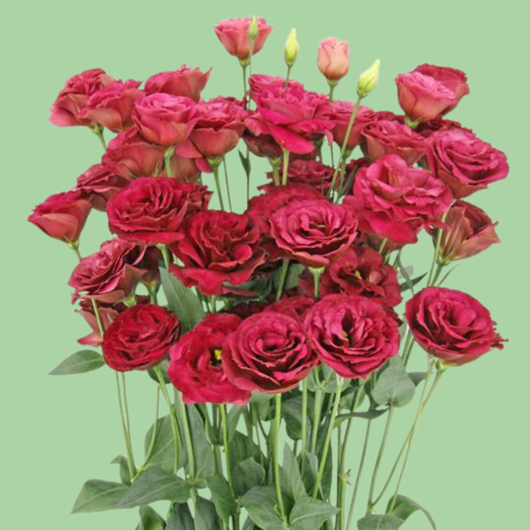 Arosa Red Lisianthus plugs
