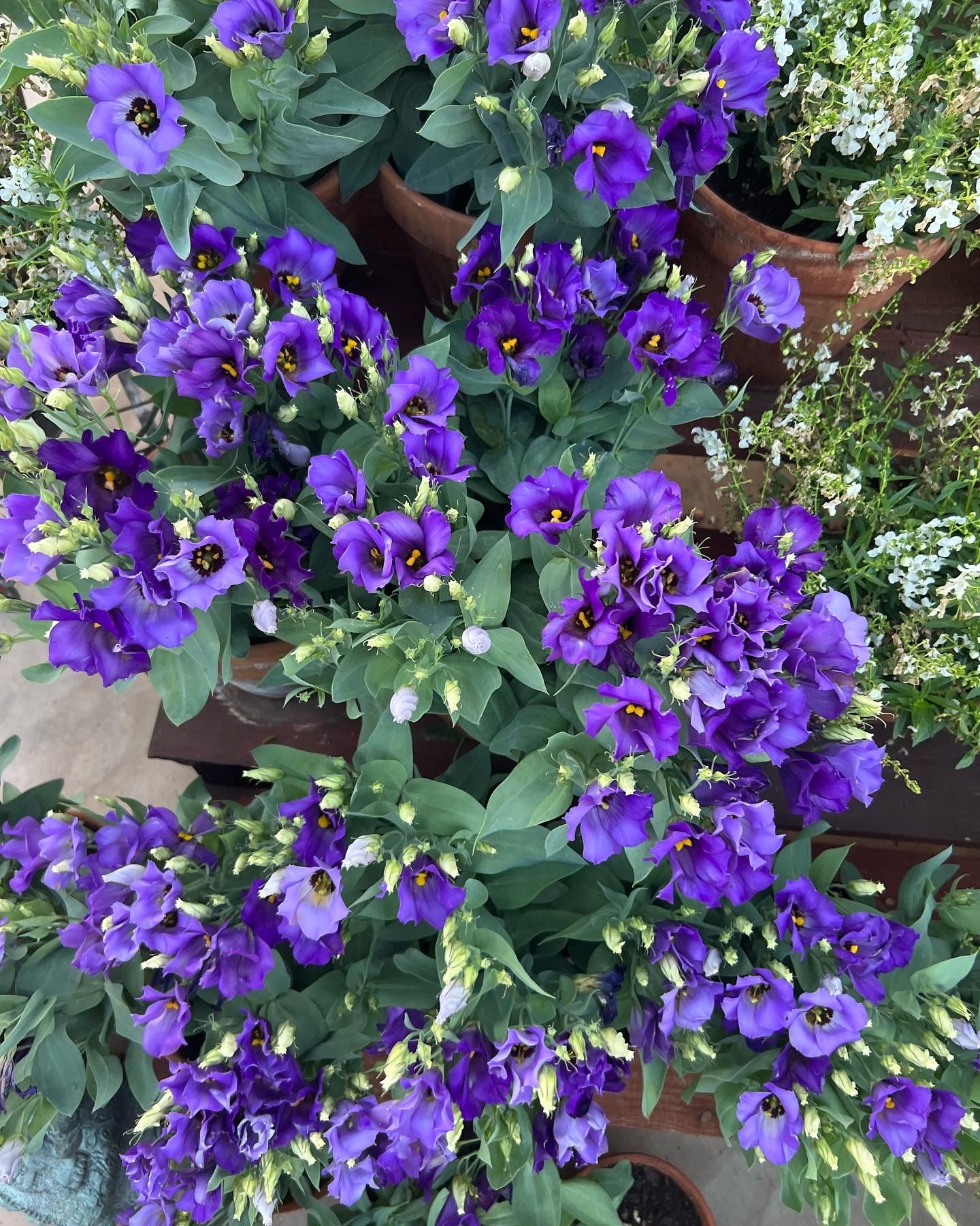 Florida Blue Lisianthus plugs