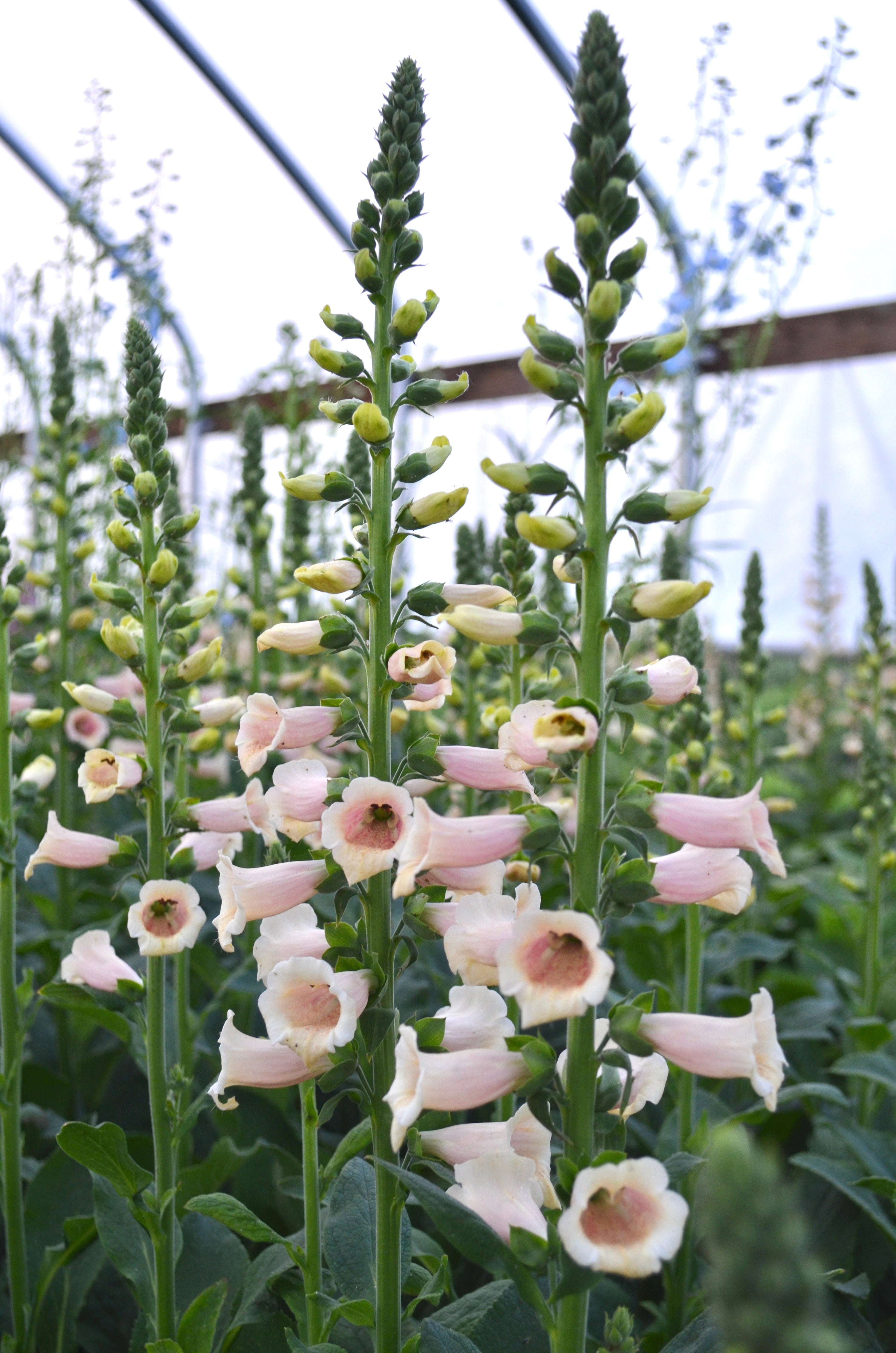 Digitalis 'Dalmation Peach' plugs
