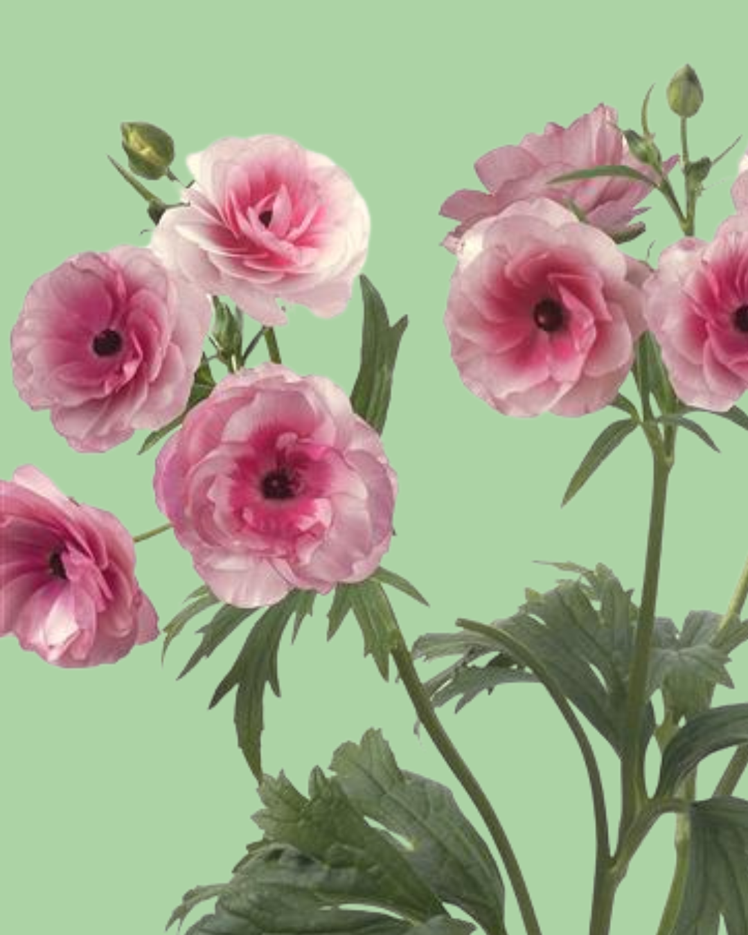 Butterfly Ranunculus 'Hydra' corms