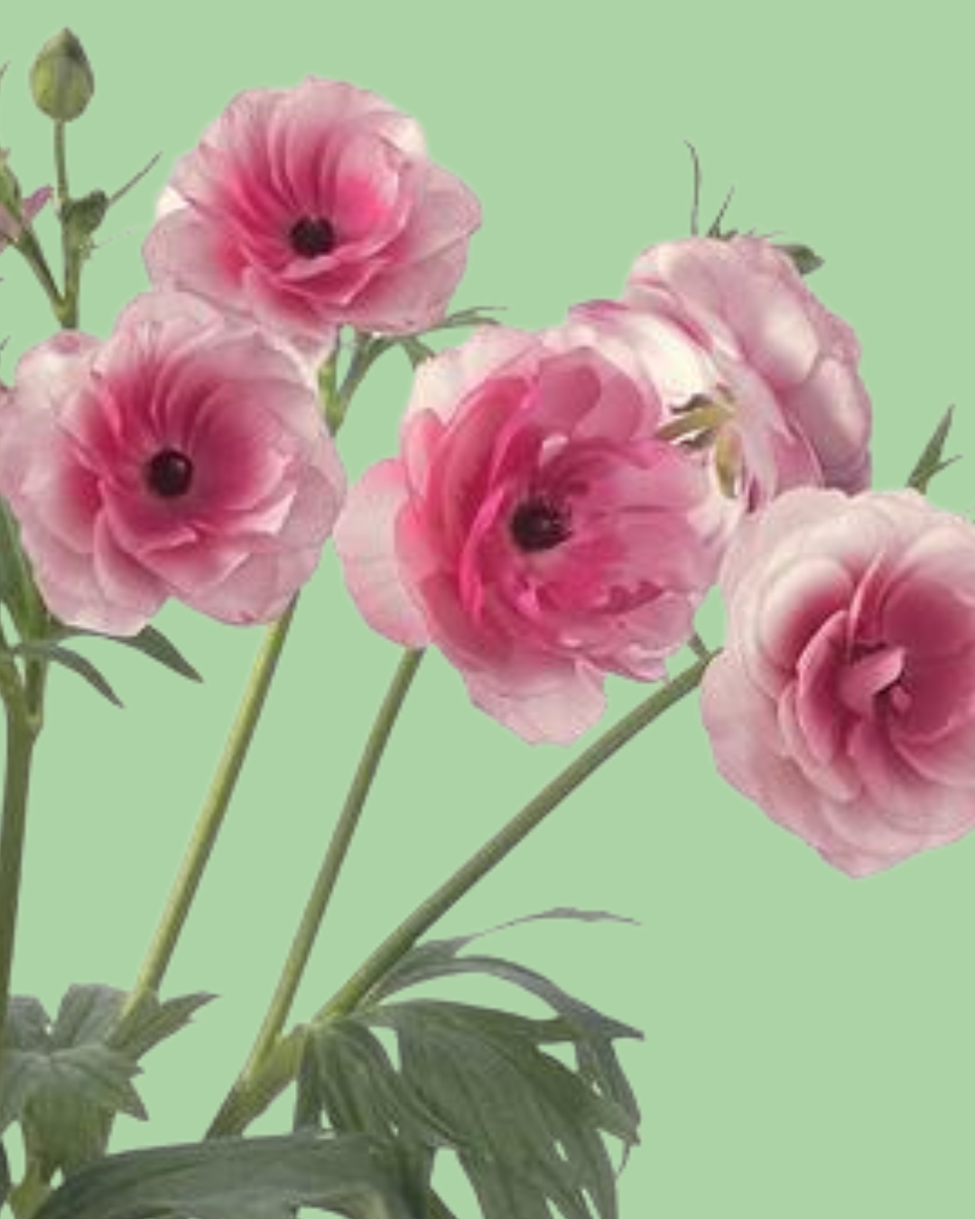 Butterfly Ranunculus 'Hydra' corms