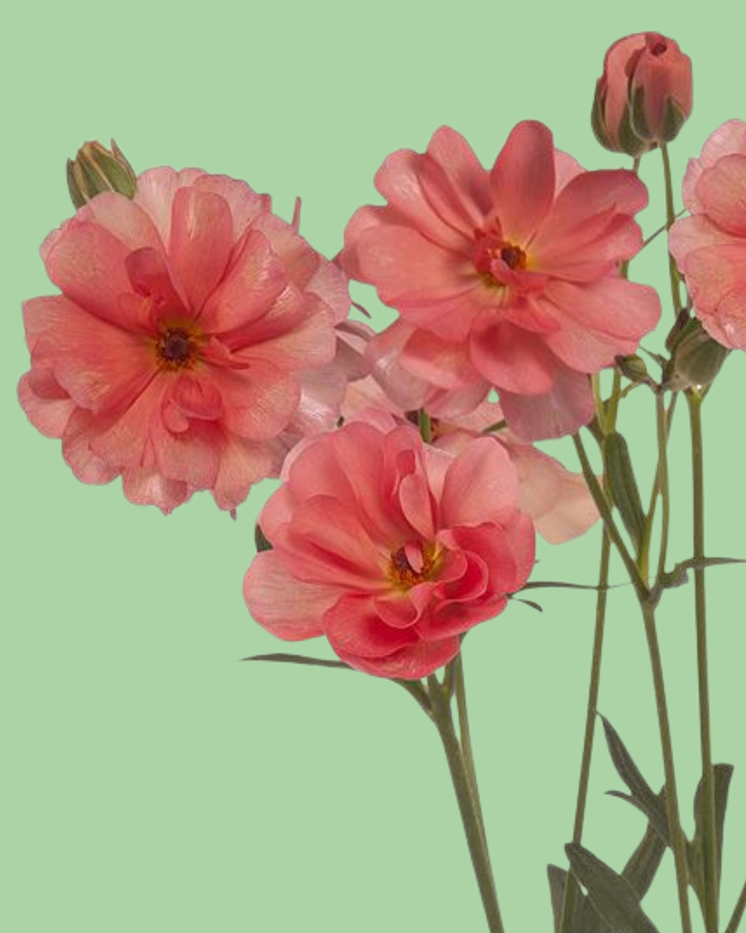 Butterfly Ranunculus 'Eris' corms