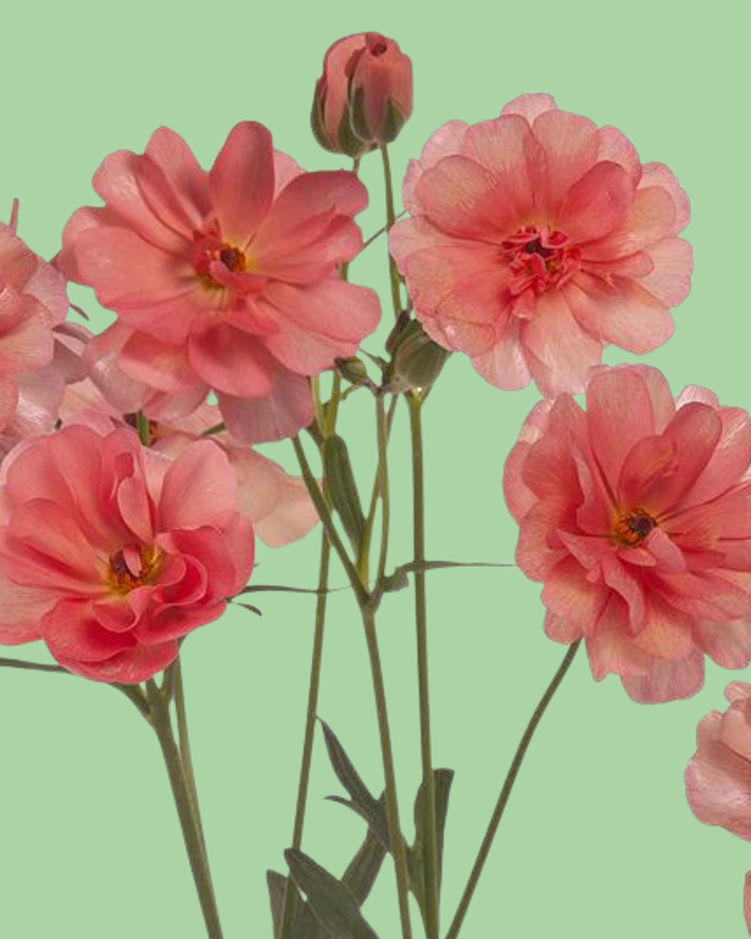 Butterfly Ranunculus 'Eris' corms