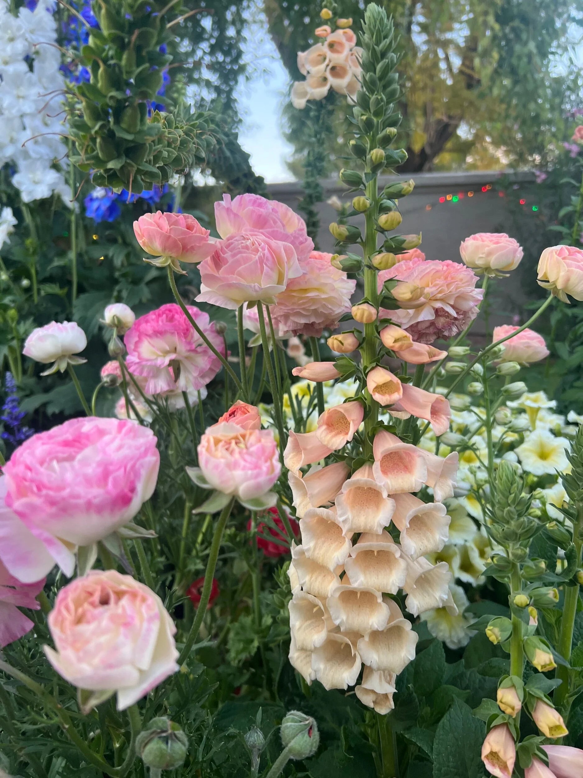 Foxglove Peach Plants