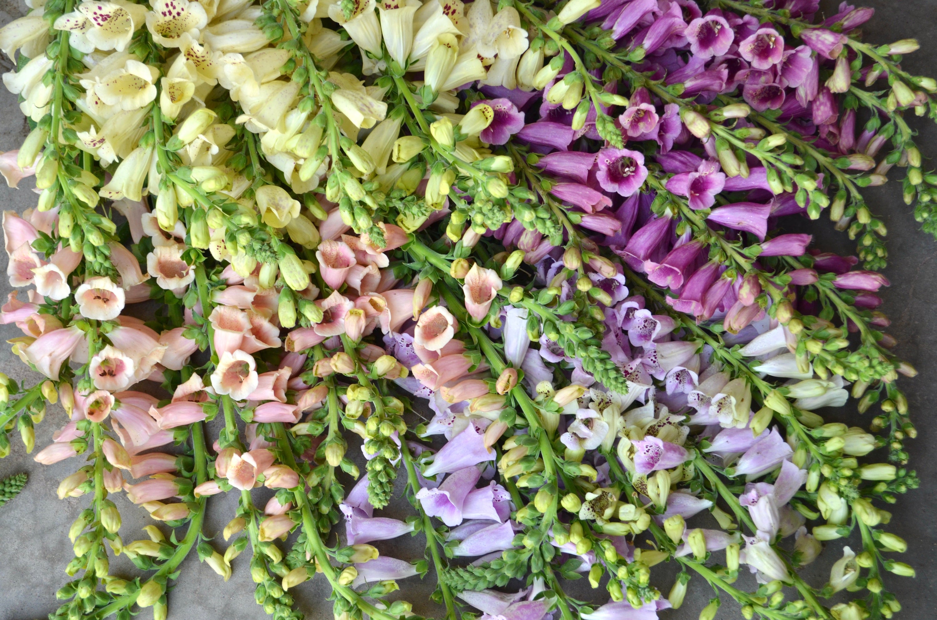 Digitalis 'Dalmation Mix' plugs