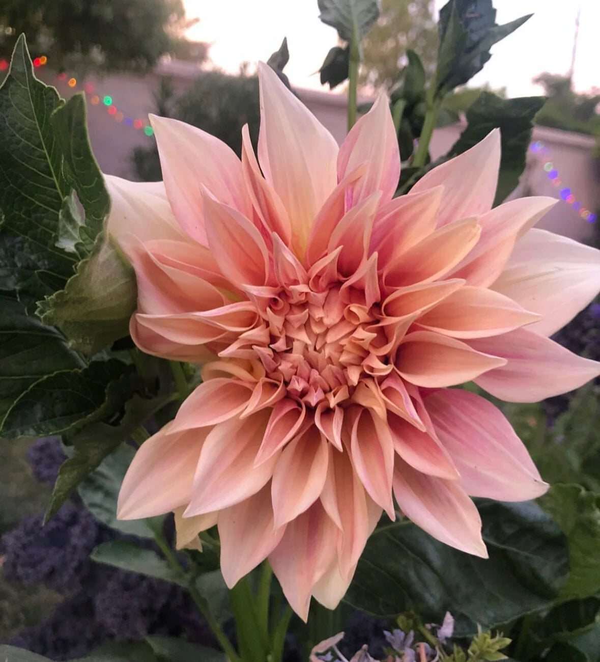 'Cafe au Lait' Rooted Dahlia cutting