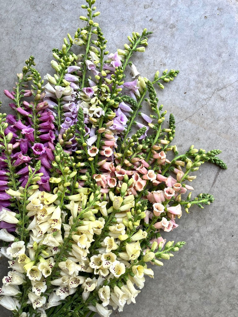 Digitalis 'Dalmation Mix' plugs