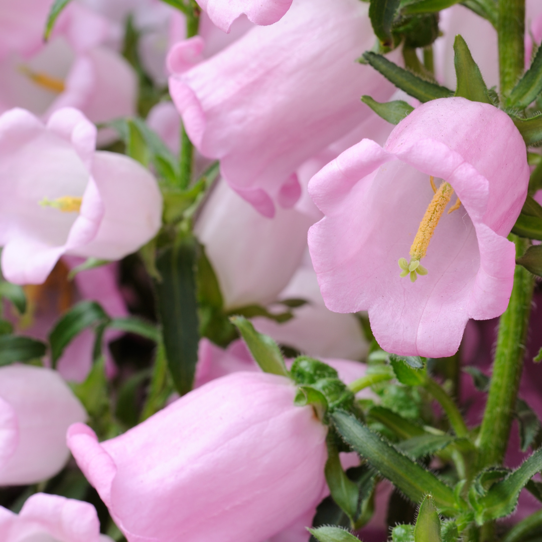 Campanula Campana Pink