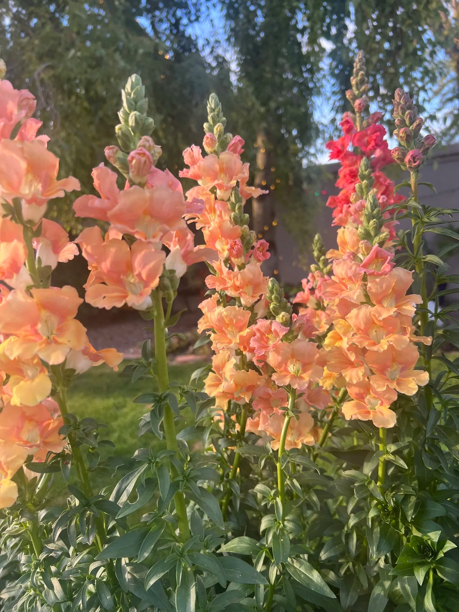 Chantilly Salmon Snapdragon plugs