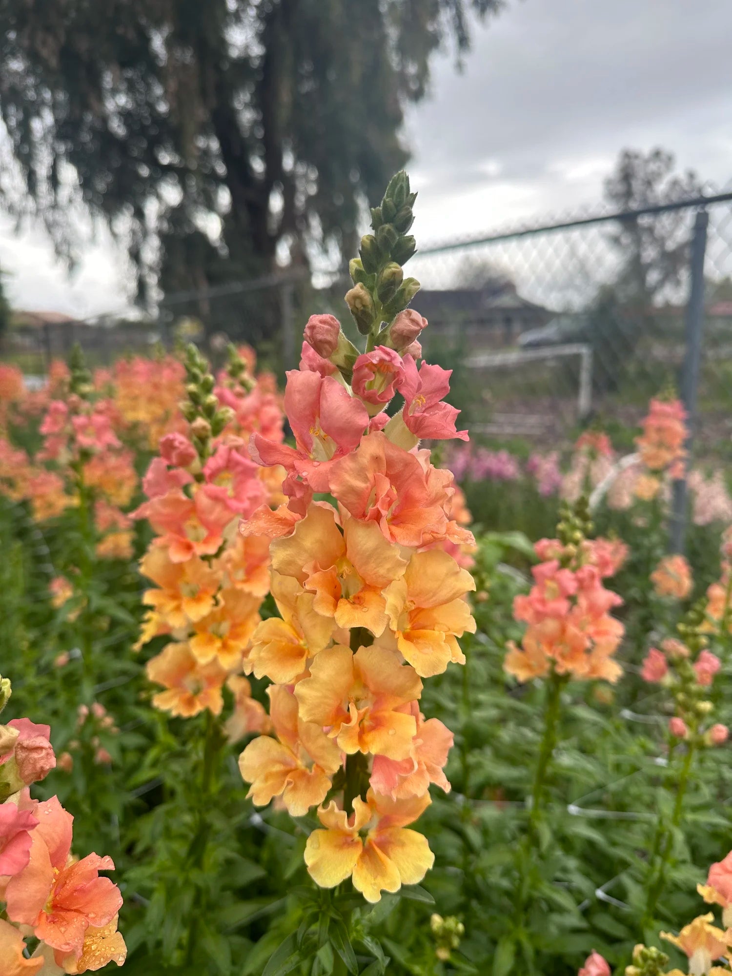 Chantilly Salmon Snapdragon plugs
