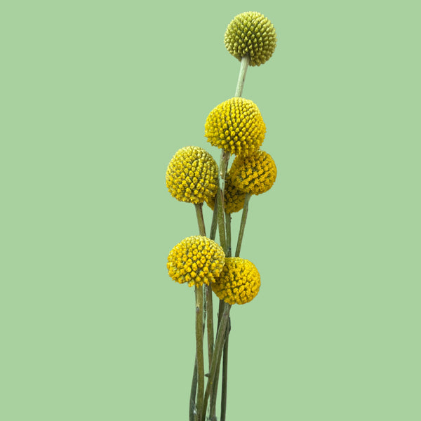 craspedia flower seeds Craspedia seeds – John's Plant Adventures