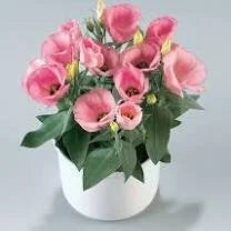 Carmen rose lisianthus