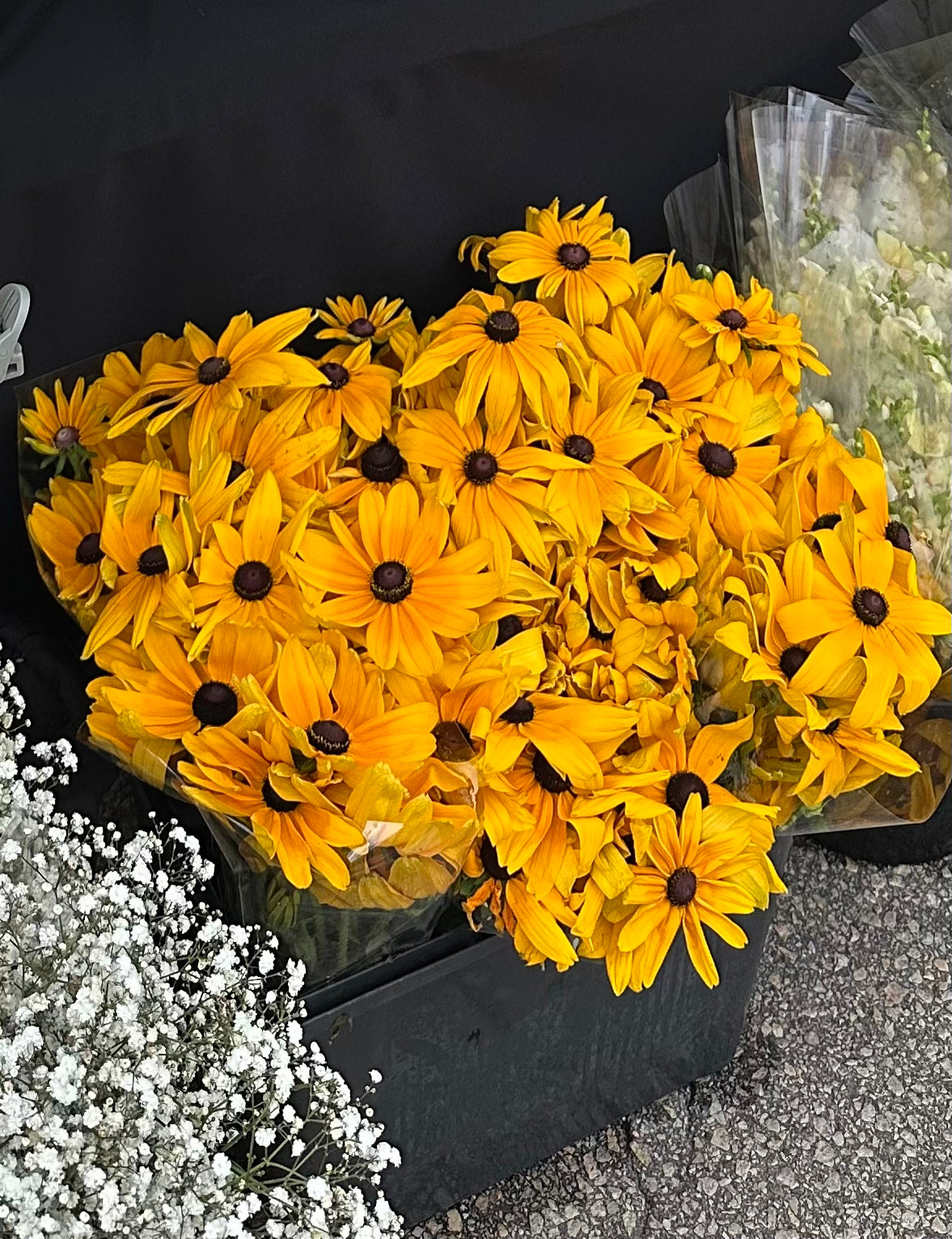 Rudbeckia 'Indian Summer' plugs
