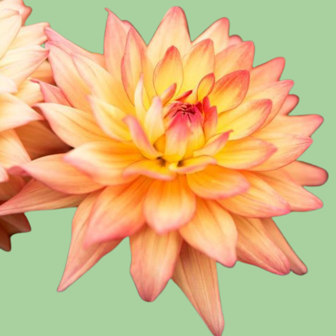 Dahlia 'Miss Mandy' rooted cutting