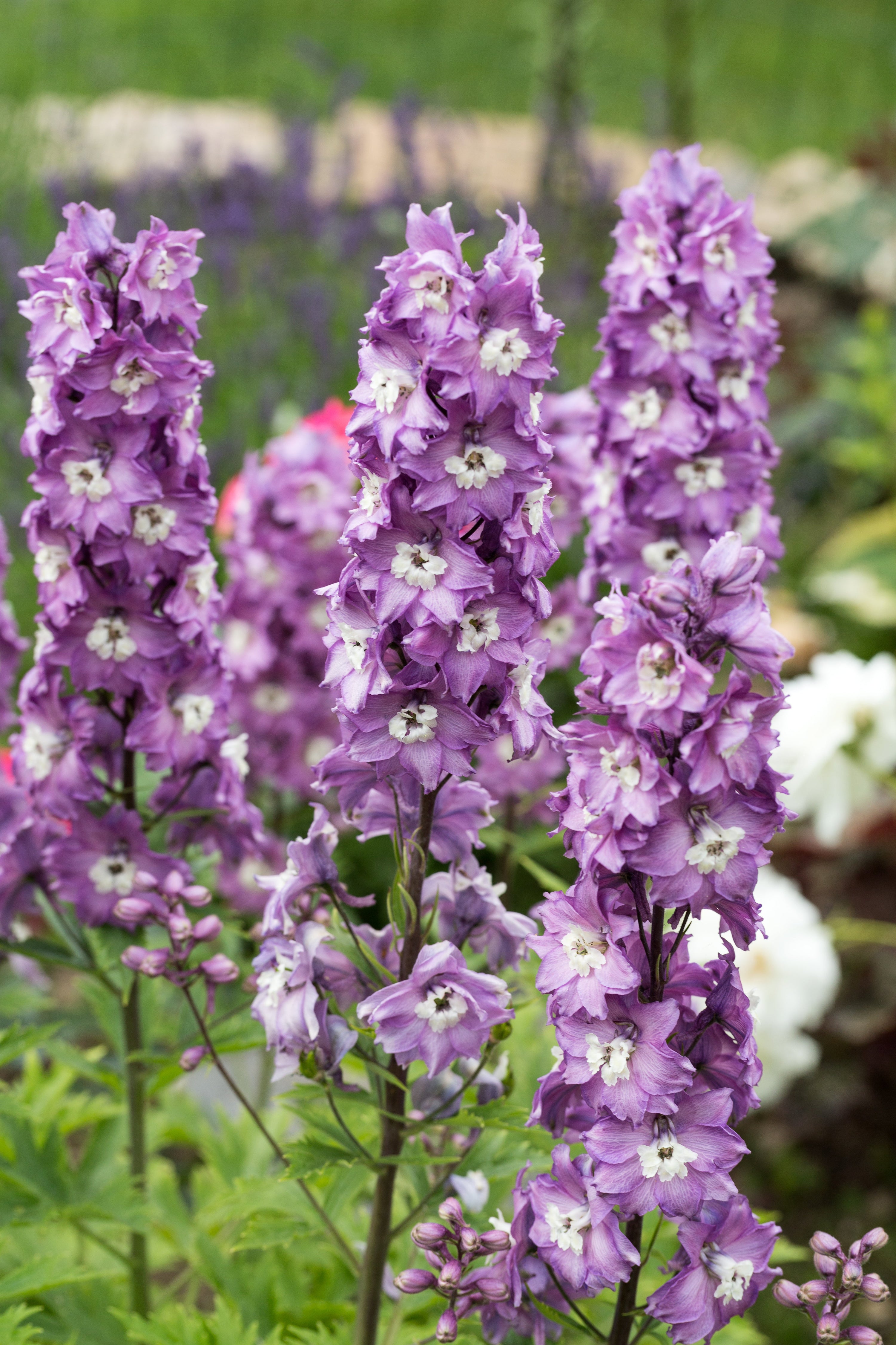 Delphinium 'Magic Fountains Cherry Blossom, White Bee' plugs