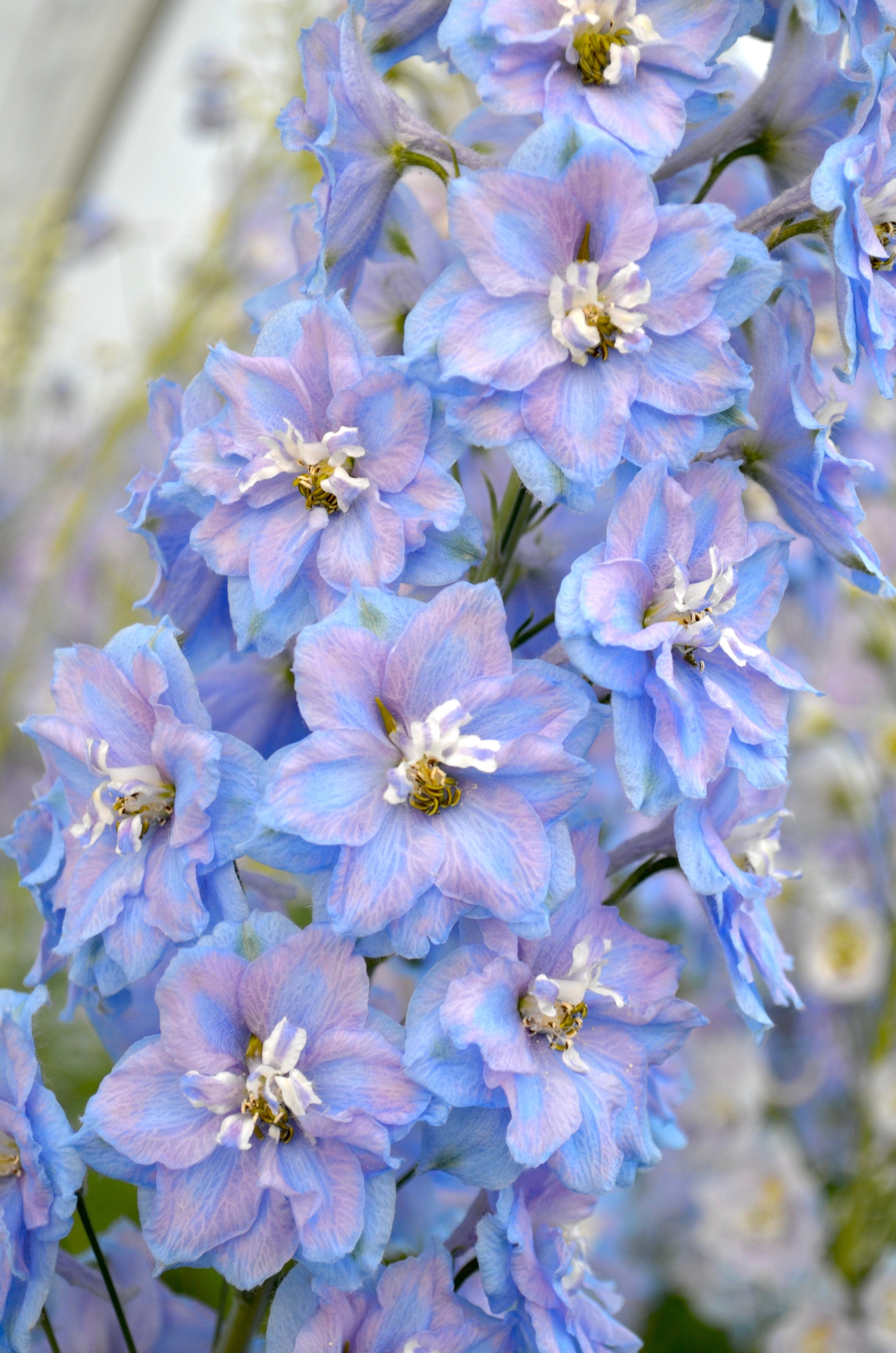 Delphinium 'Guardian Lavender' plugs