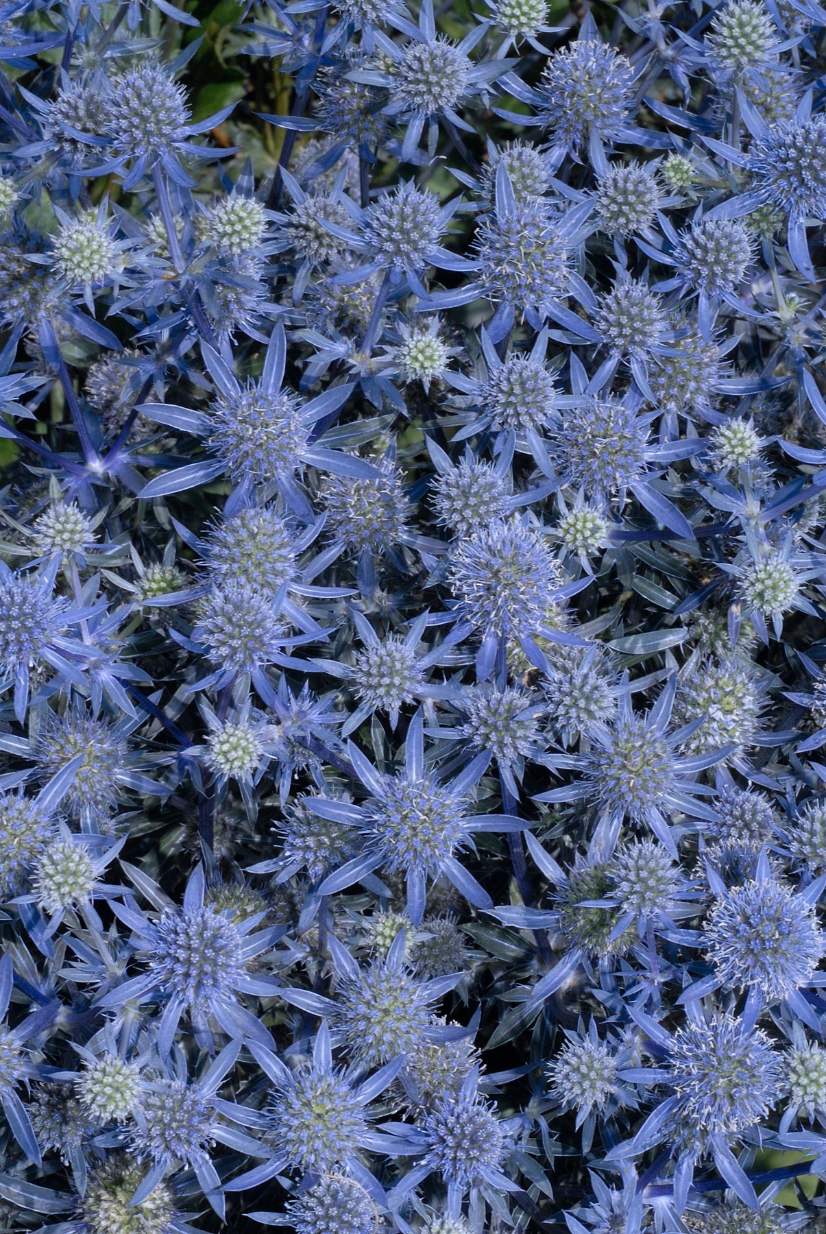 Eryngium planum 'Blue Glitter' plugs