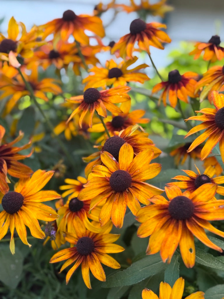 Rudbeckia 'Autumn Colors' plugs