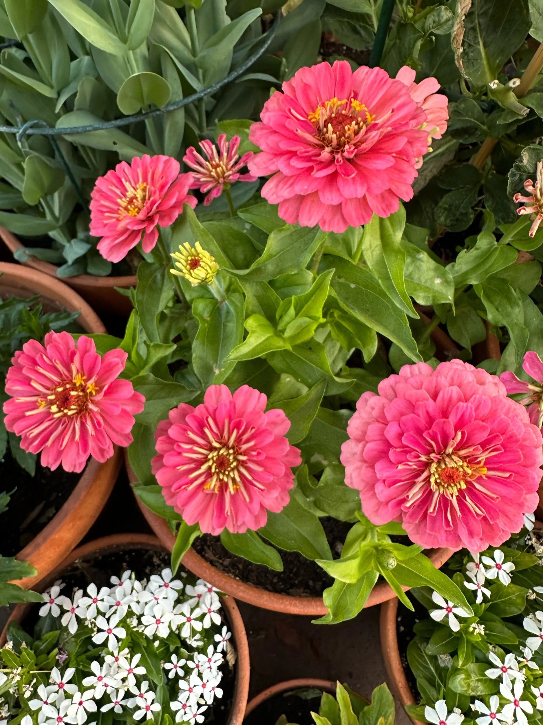 Zinnia Dreamland 'Coral' Seeds