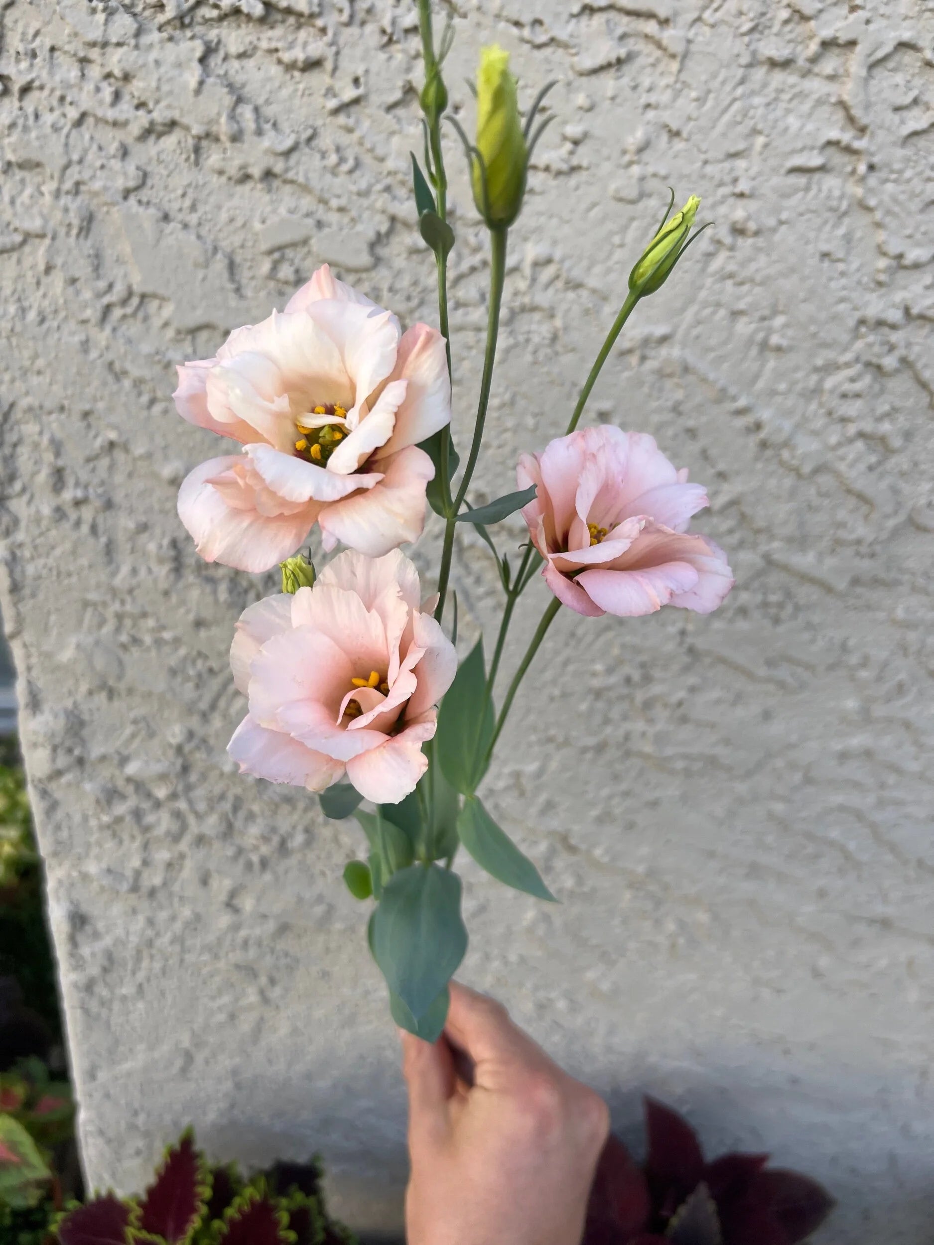 Arena Apricot Lisianthus
