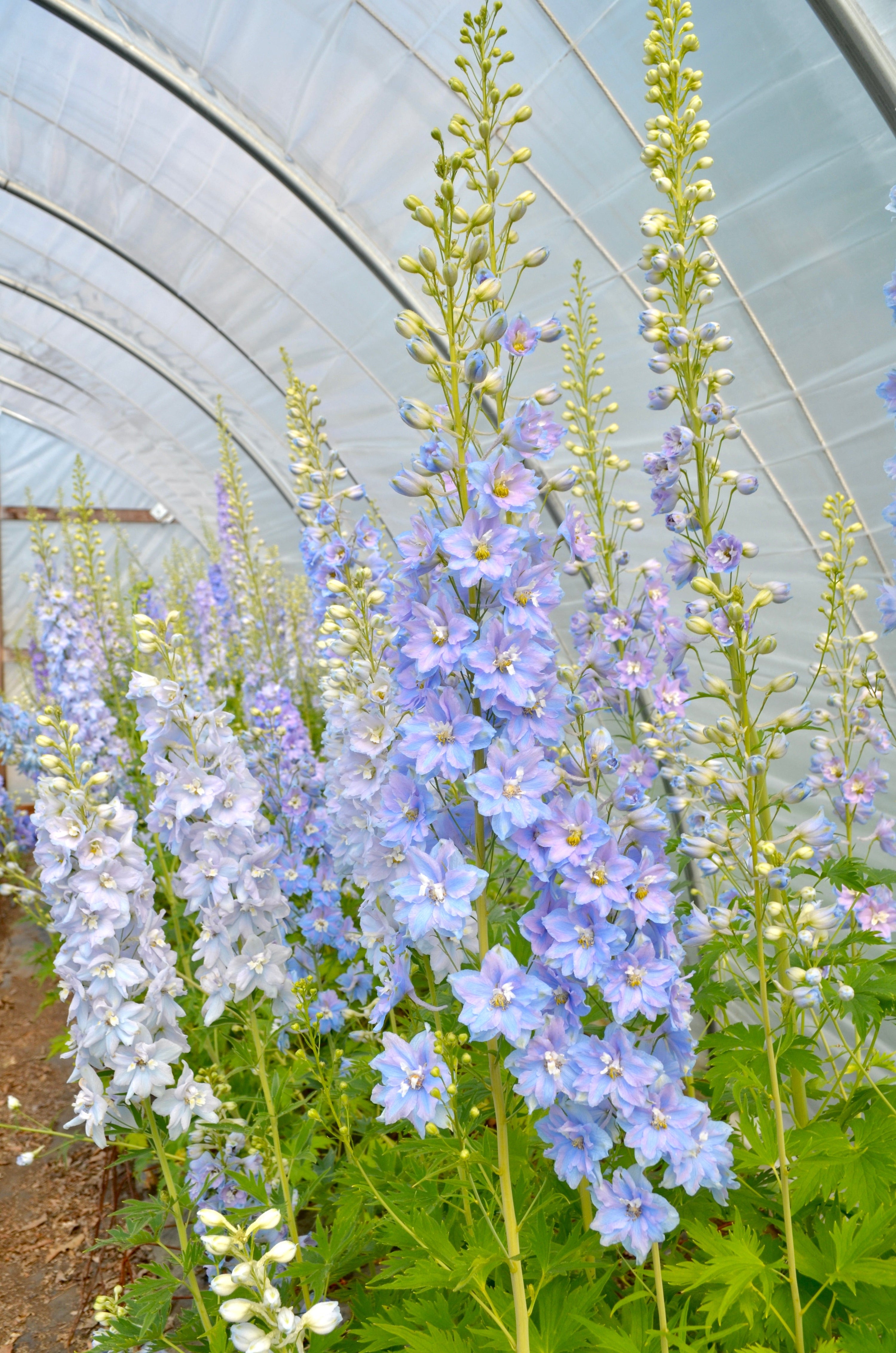 Delphinium 'Guardian Lavender' plugs