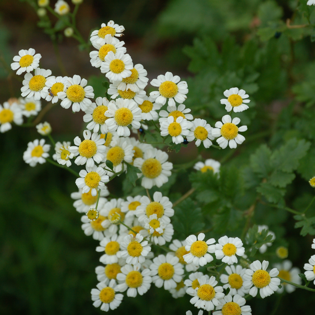 Feverfew Vegmo single