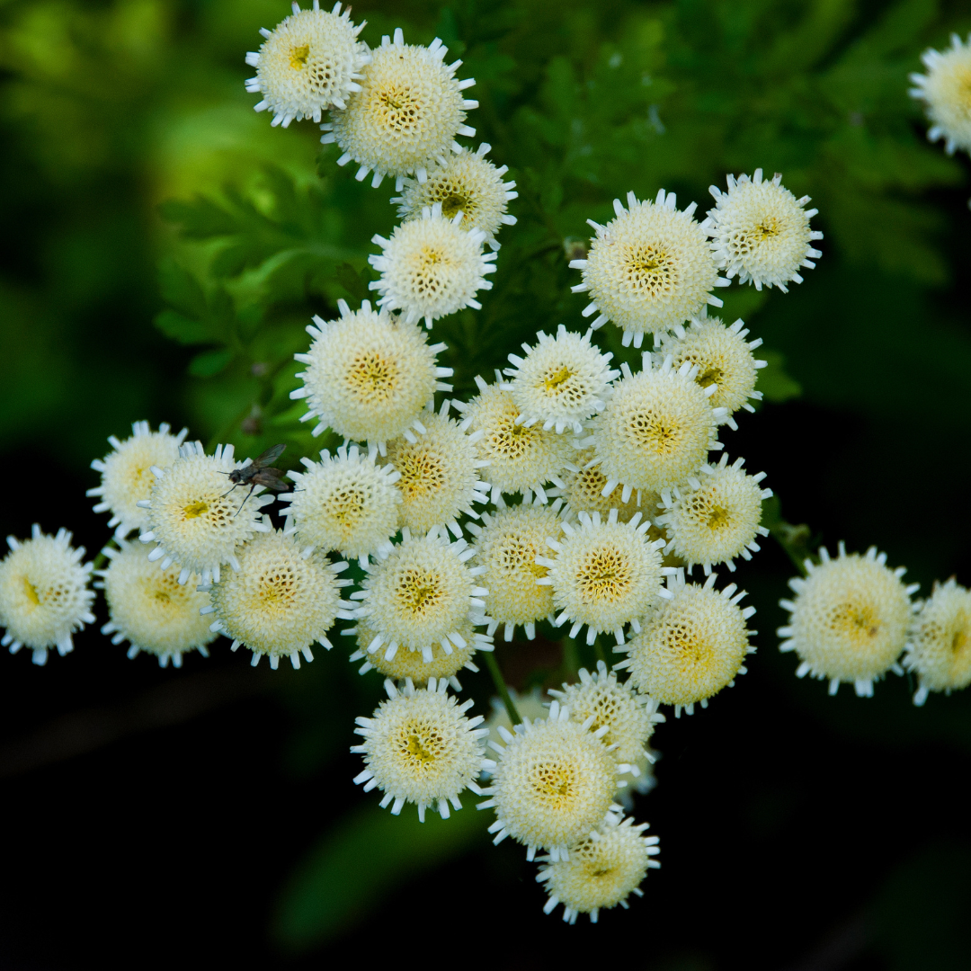 Feverfew Vegmo snow