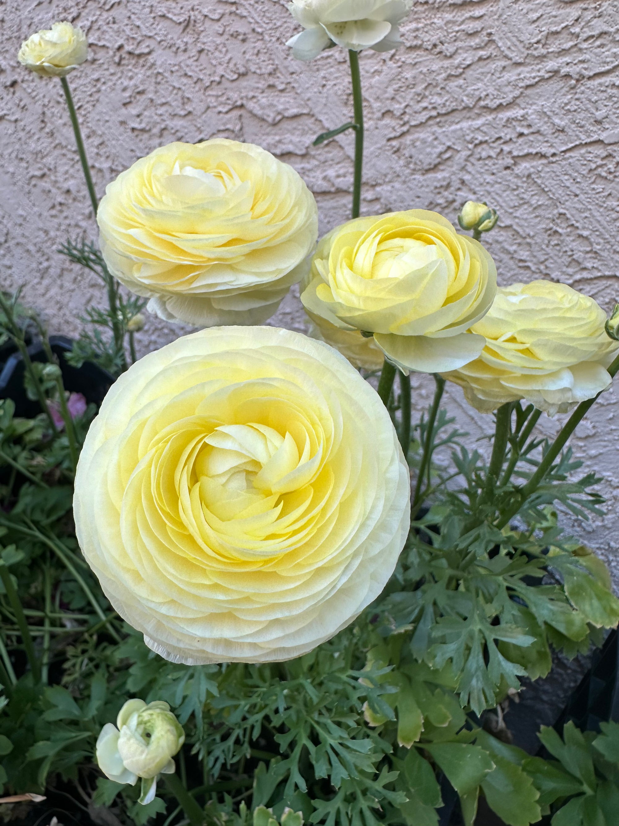 Ranunculus Amandine Cream