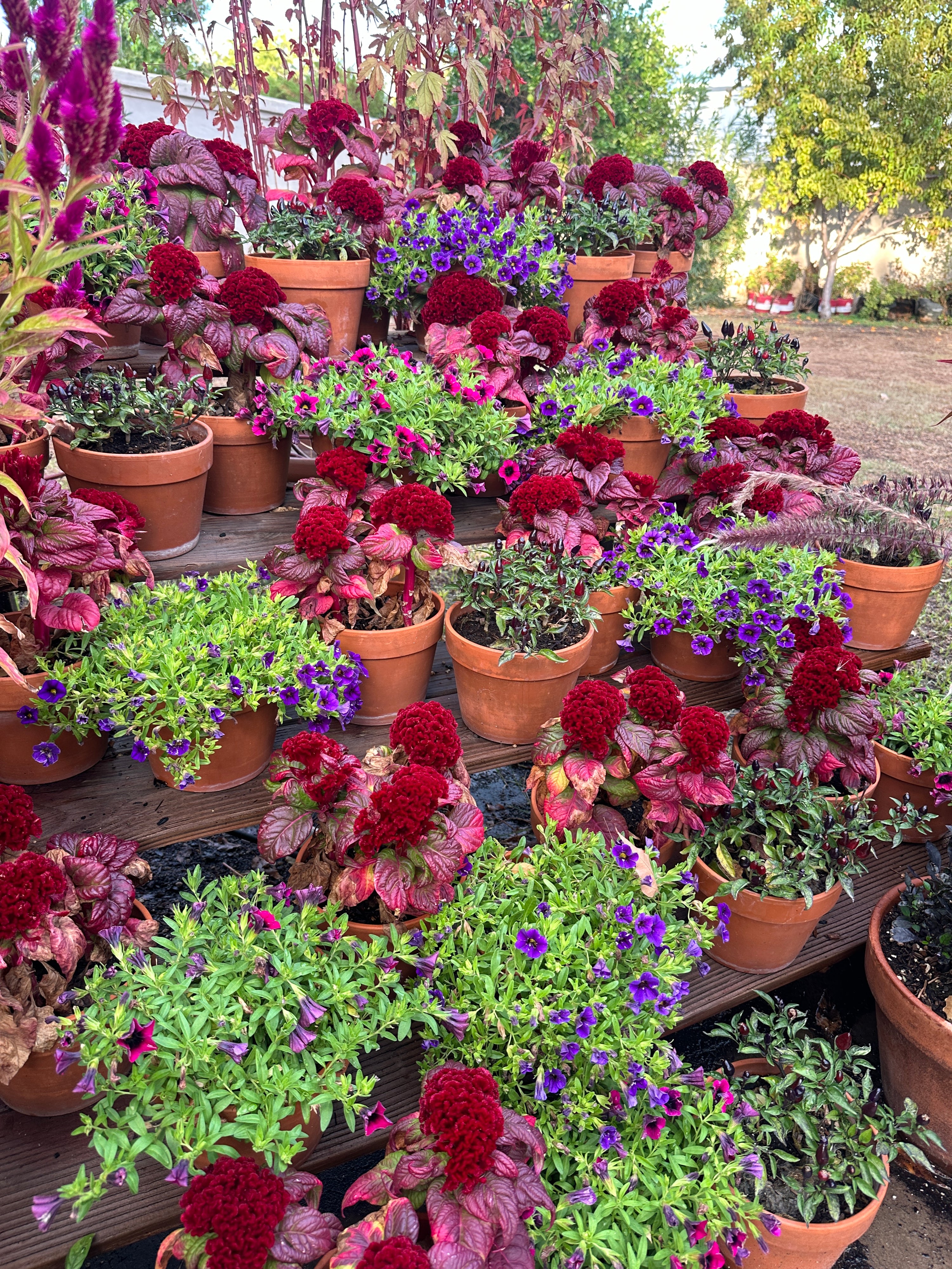 Cockscomb celosia Brainiac Raven Red