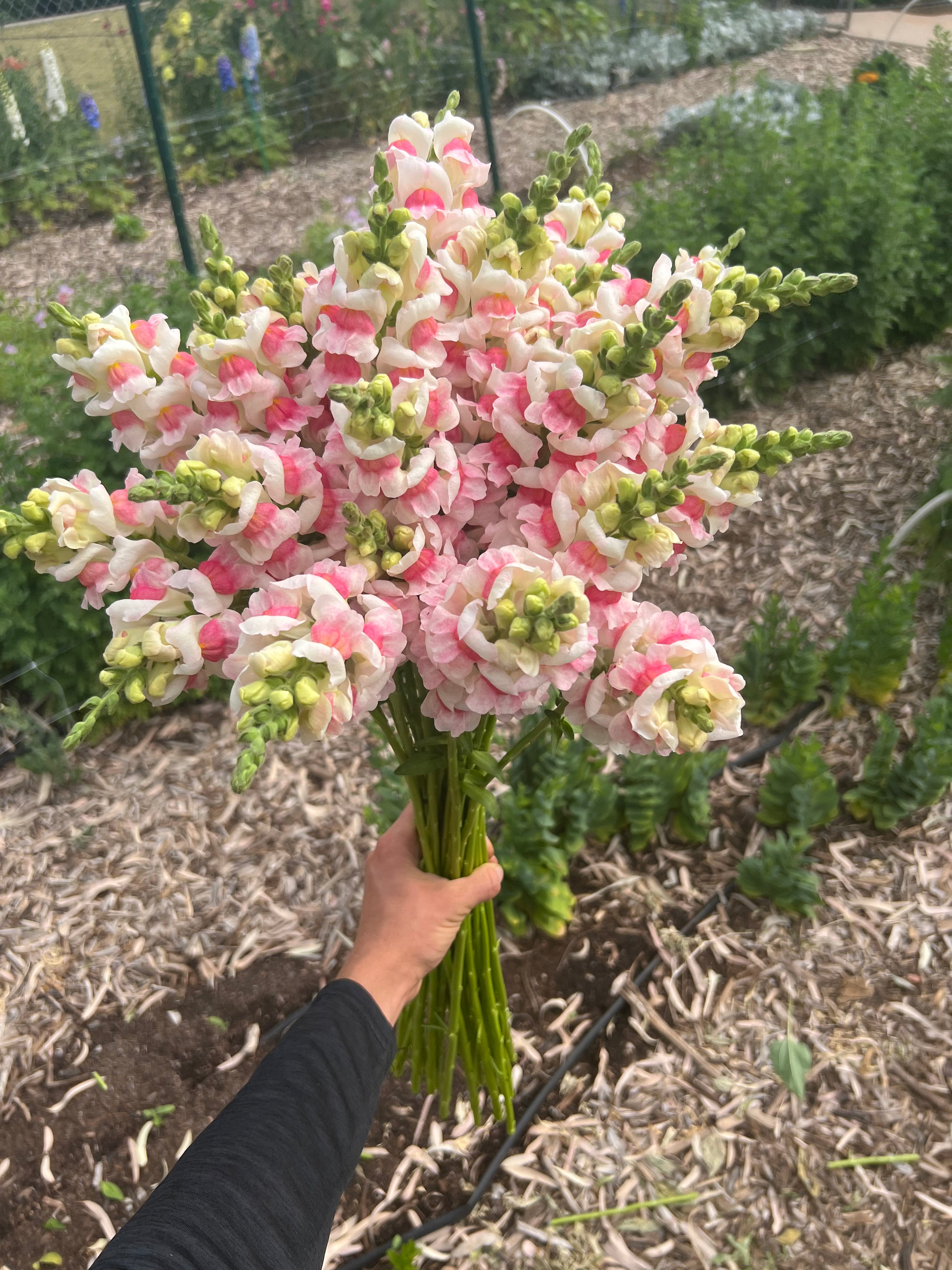 Snapdragon Potomac Appleblossom