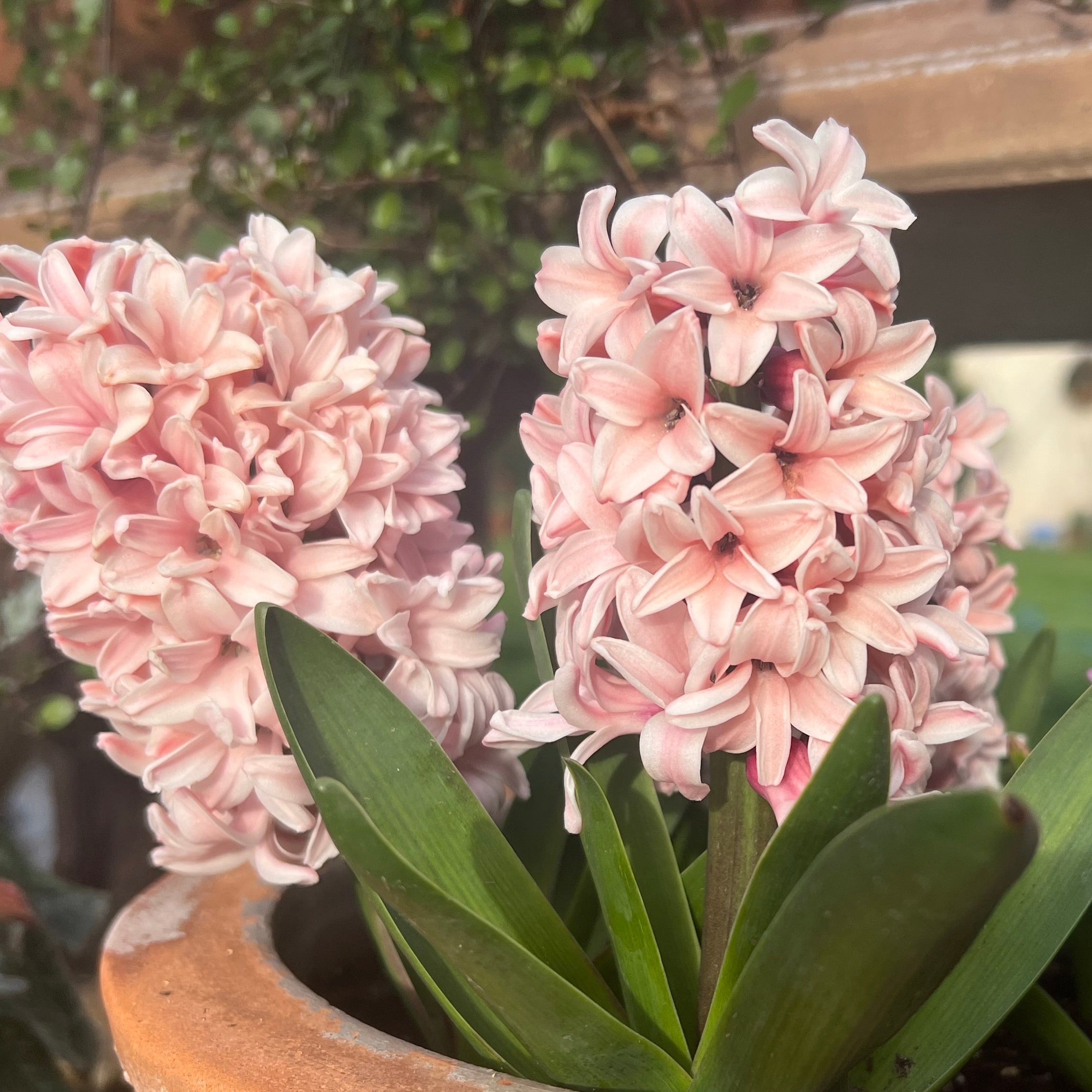 hyacinth Mix
