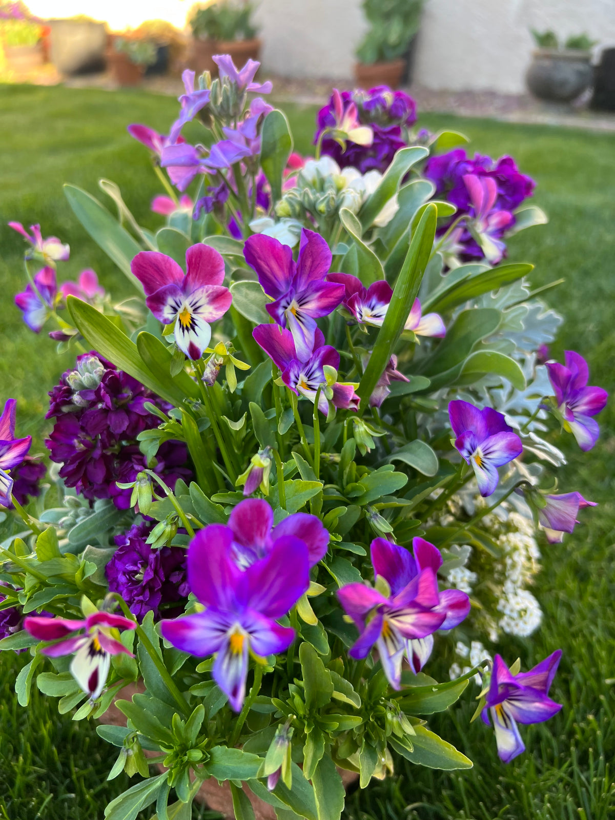 Viola 'Bunny ear' seeds