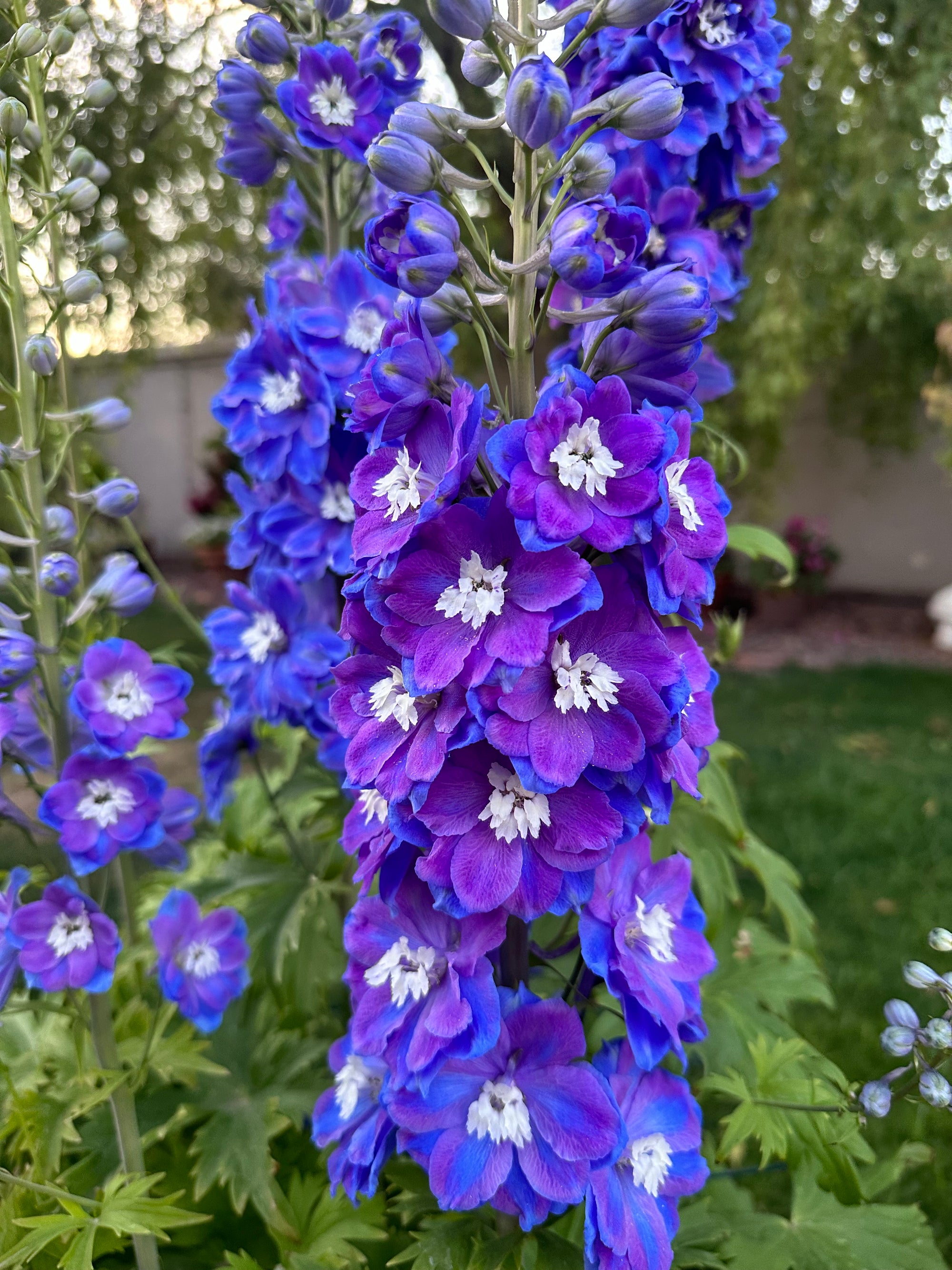 Delphinium 'Guardian Blue' plugs