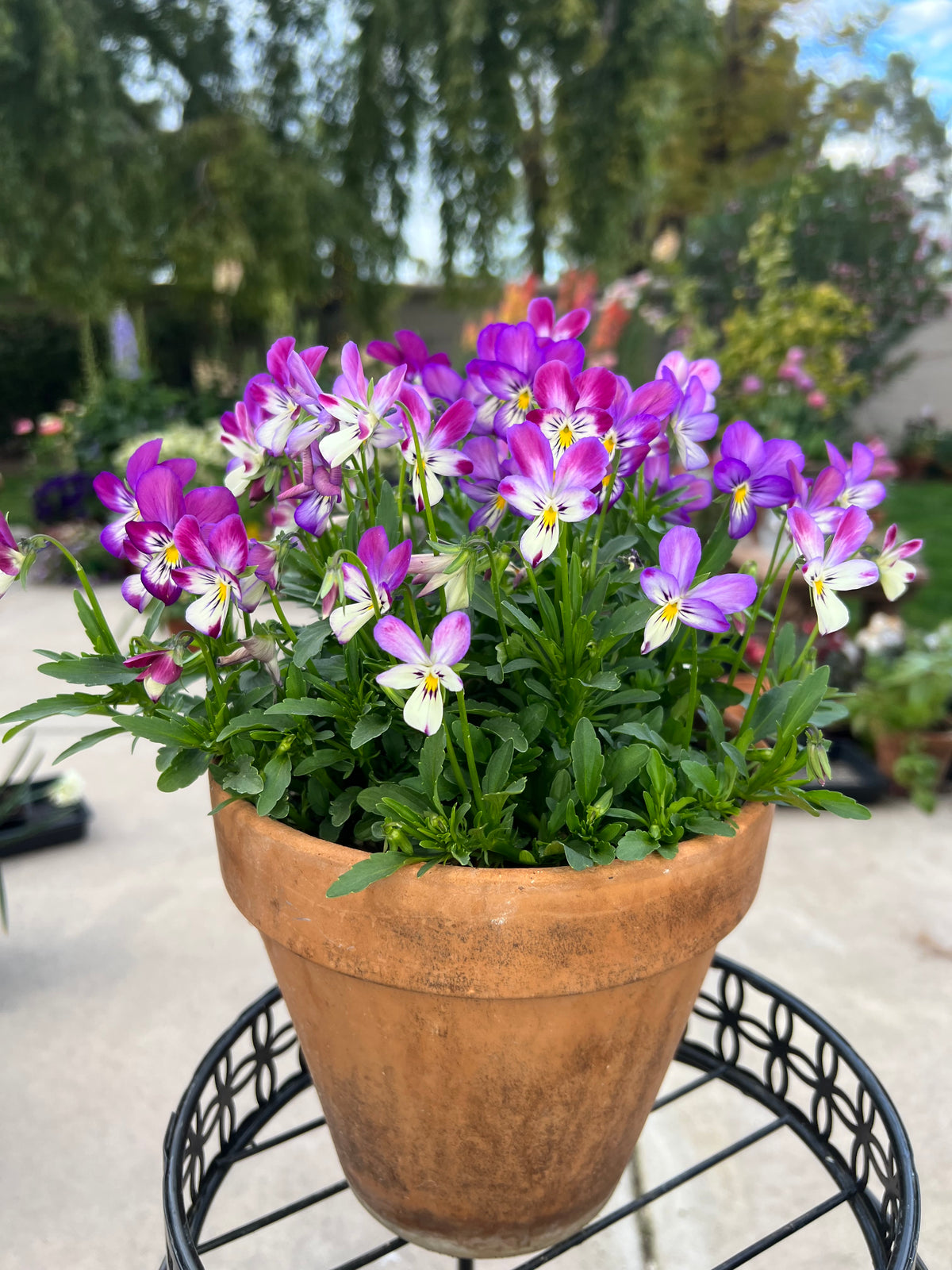 Viola 'Bunny ear' seeds