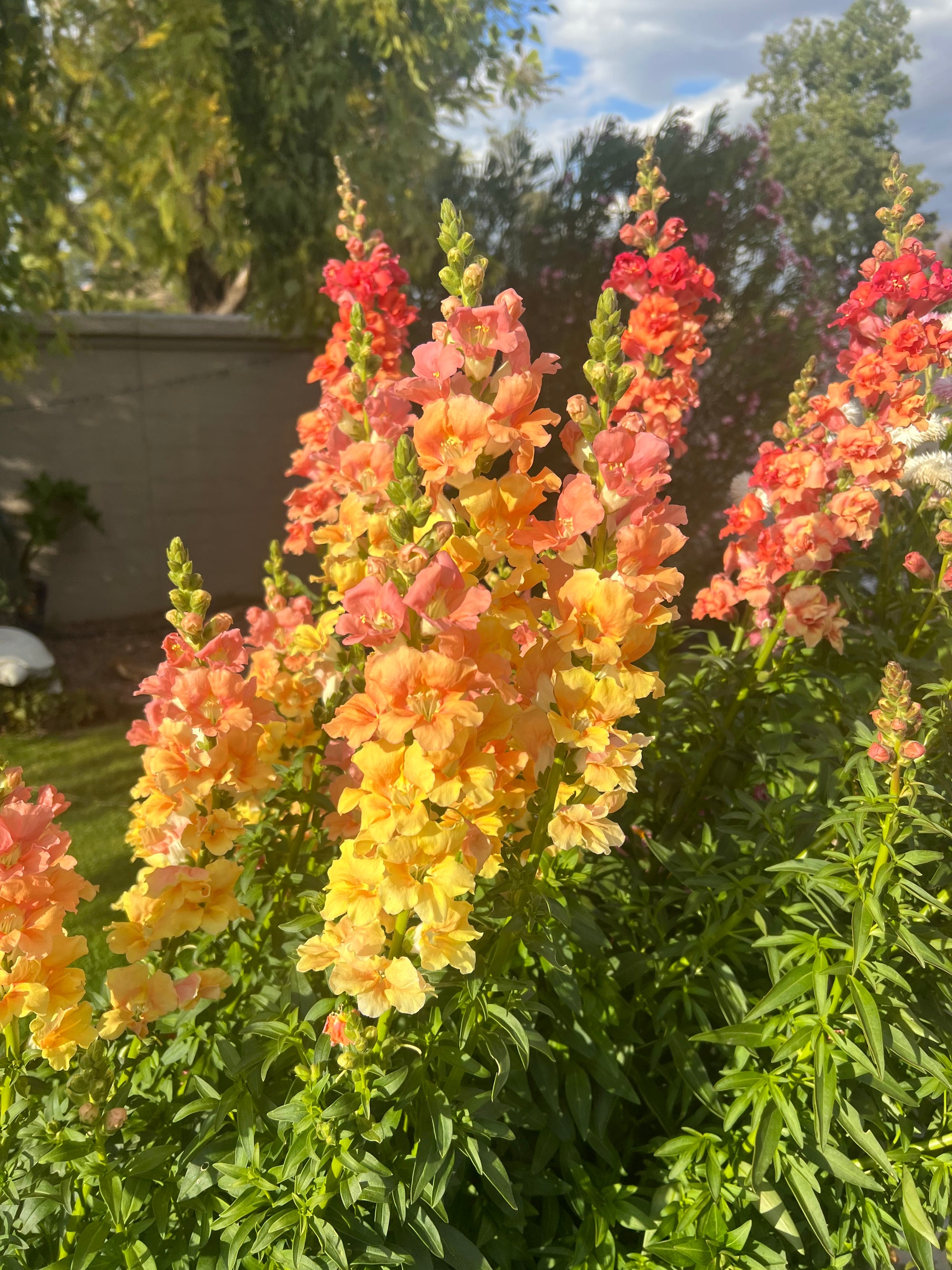 Snapdragon Chantilly Salmon