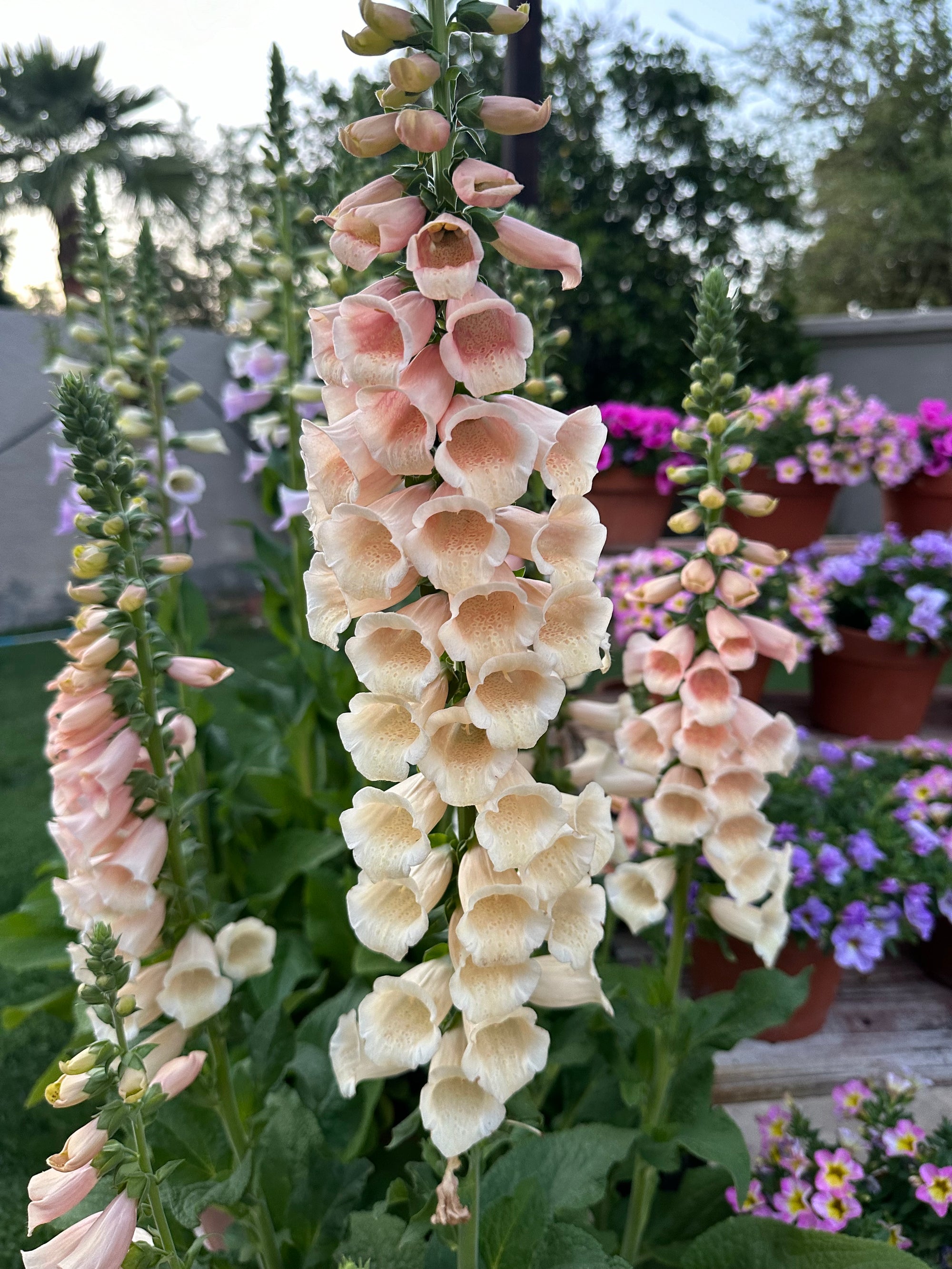 Foxglove Peach Plants