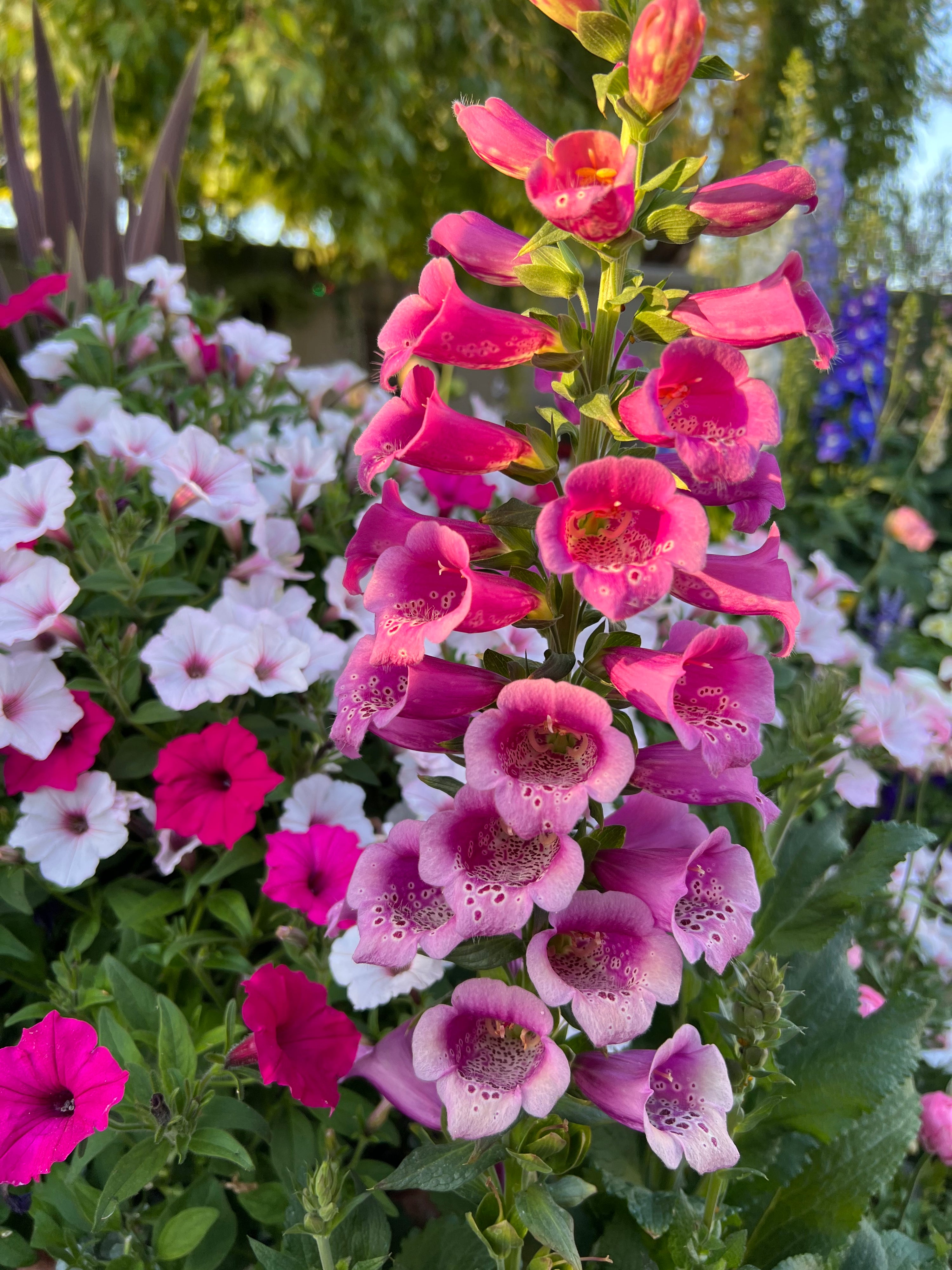 Digitalis 'Dalmation Rose' plugs