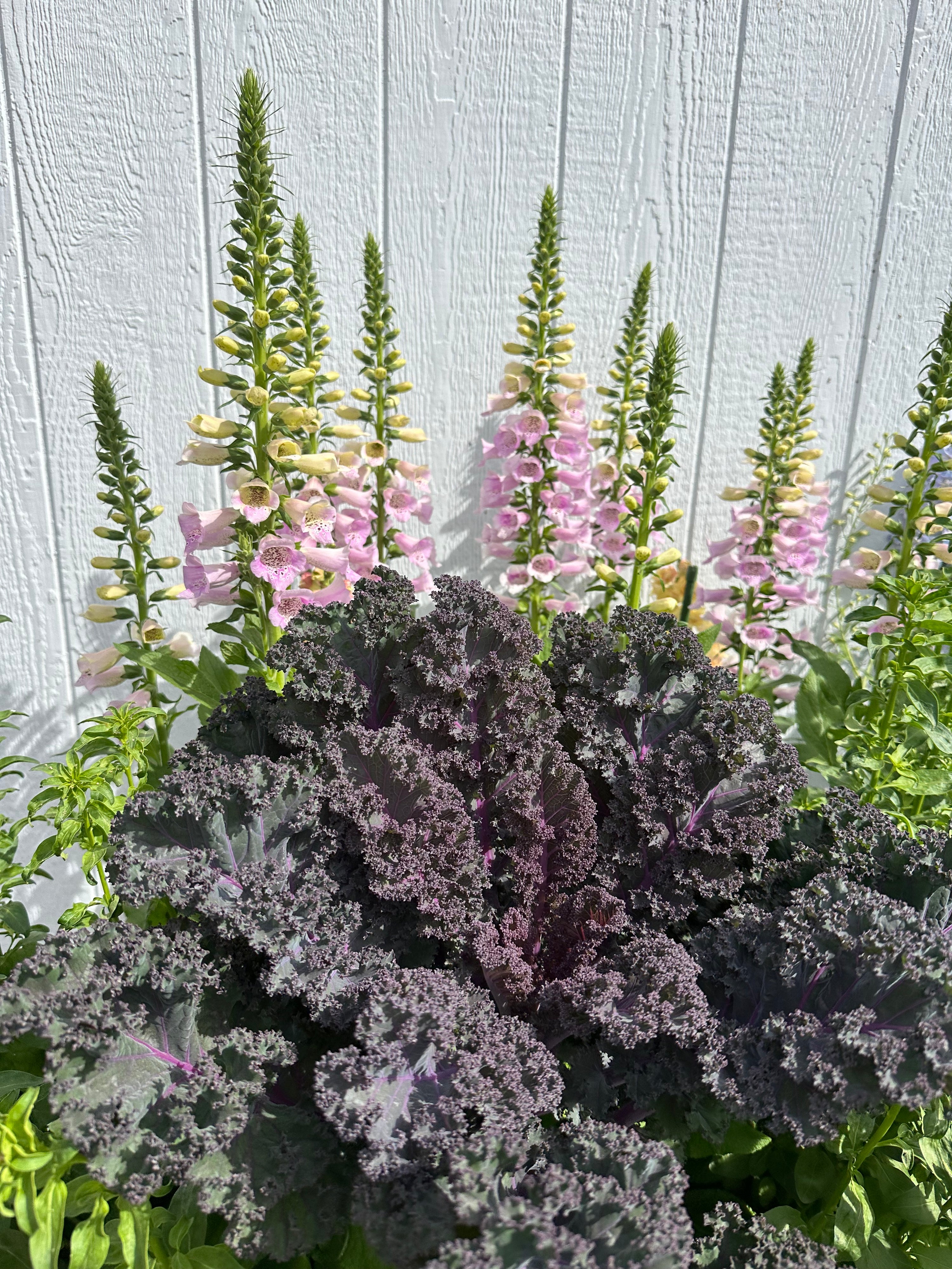 Scarlet red Kale seeds