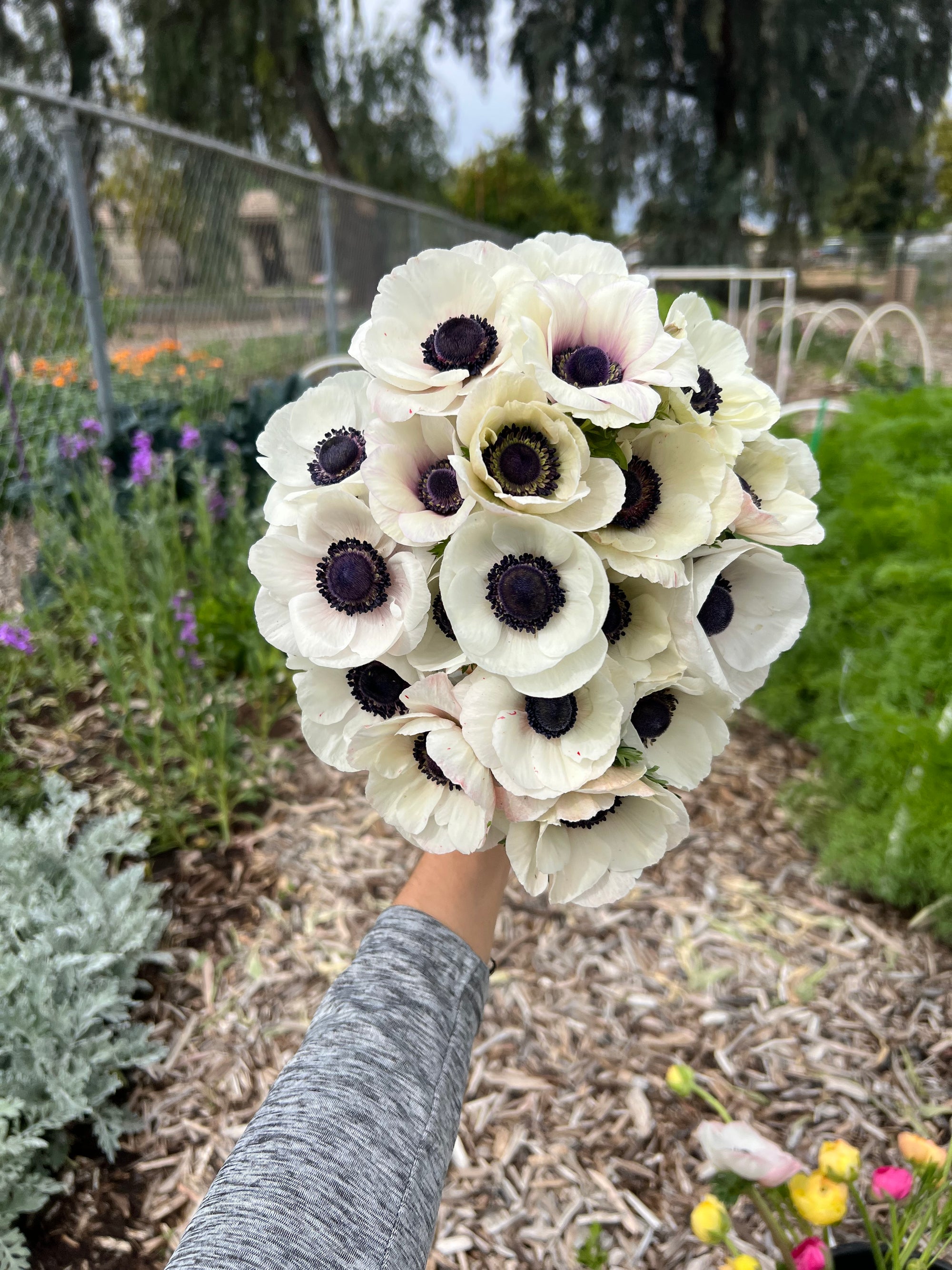 Anemone white panda corms