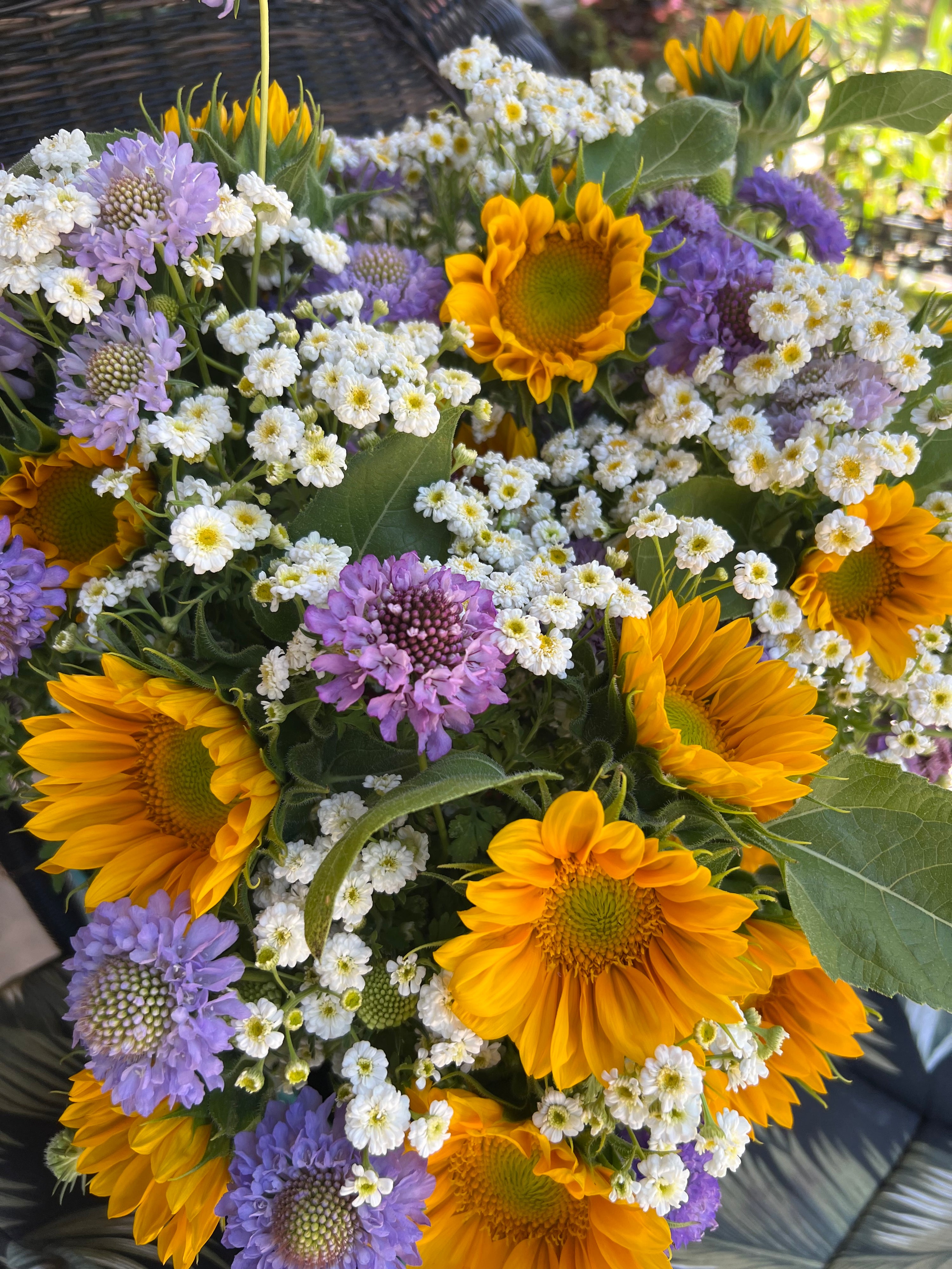 Feverfew Tetra white