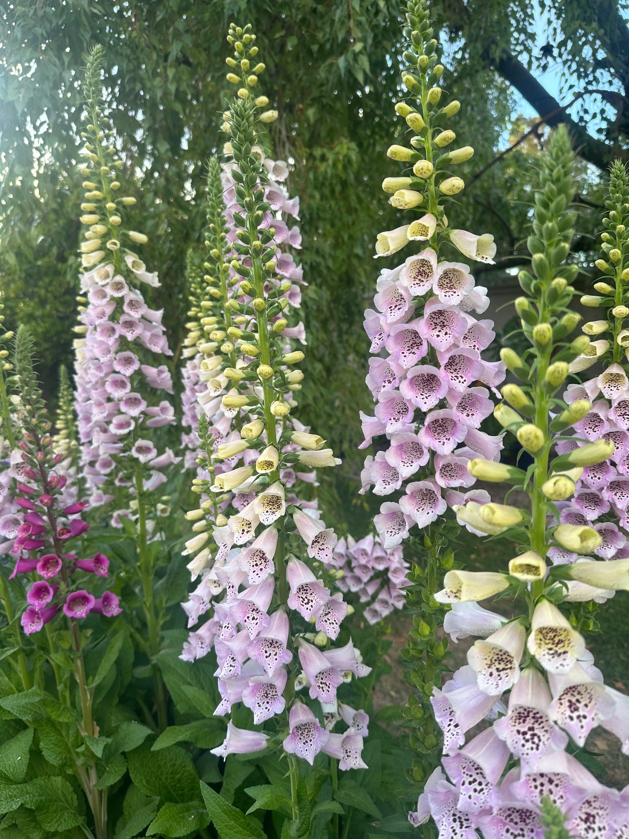 Foxglove Camelot Lavender