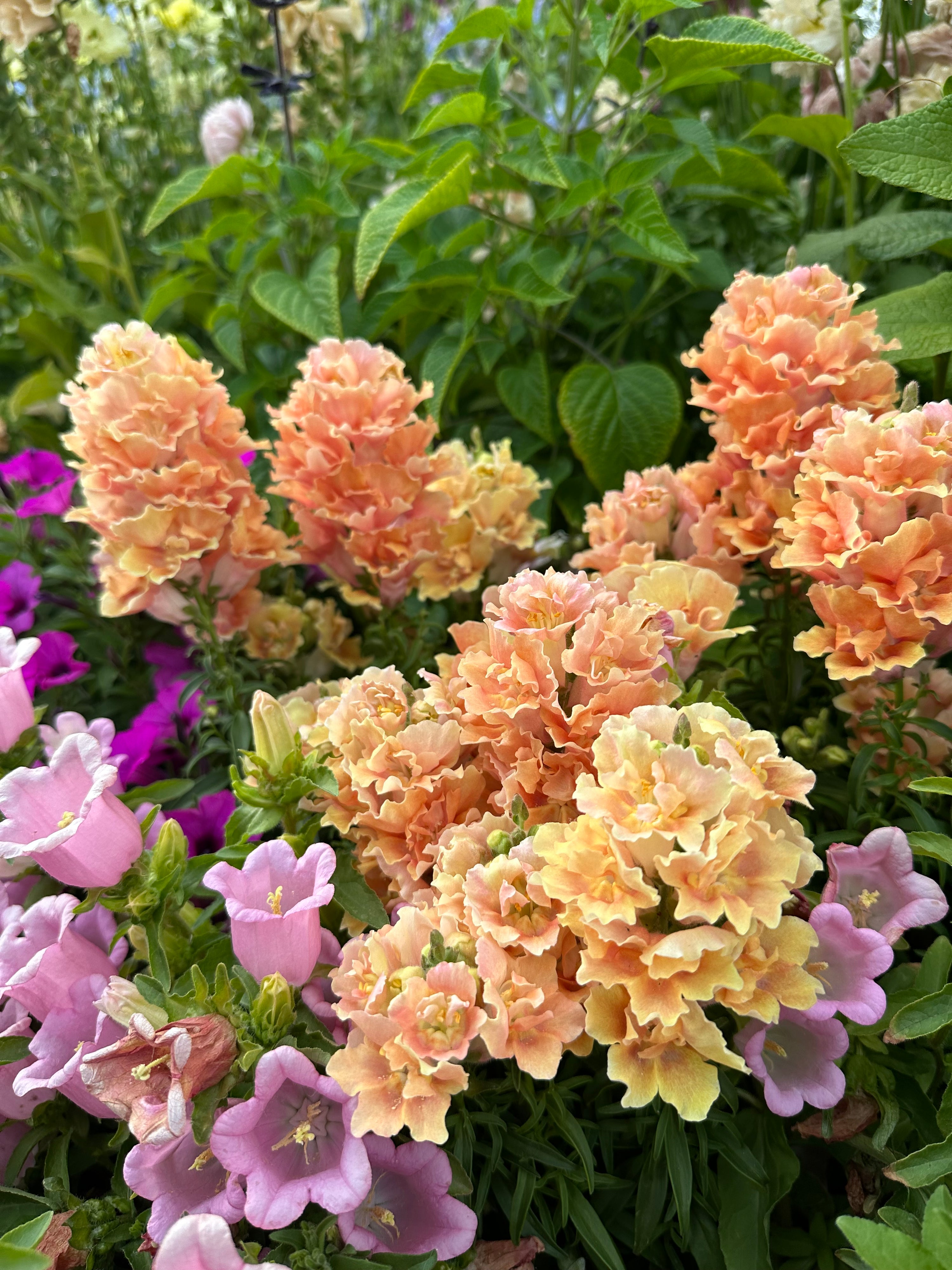 Snapdragon Twinny 'Peach' seeds