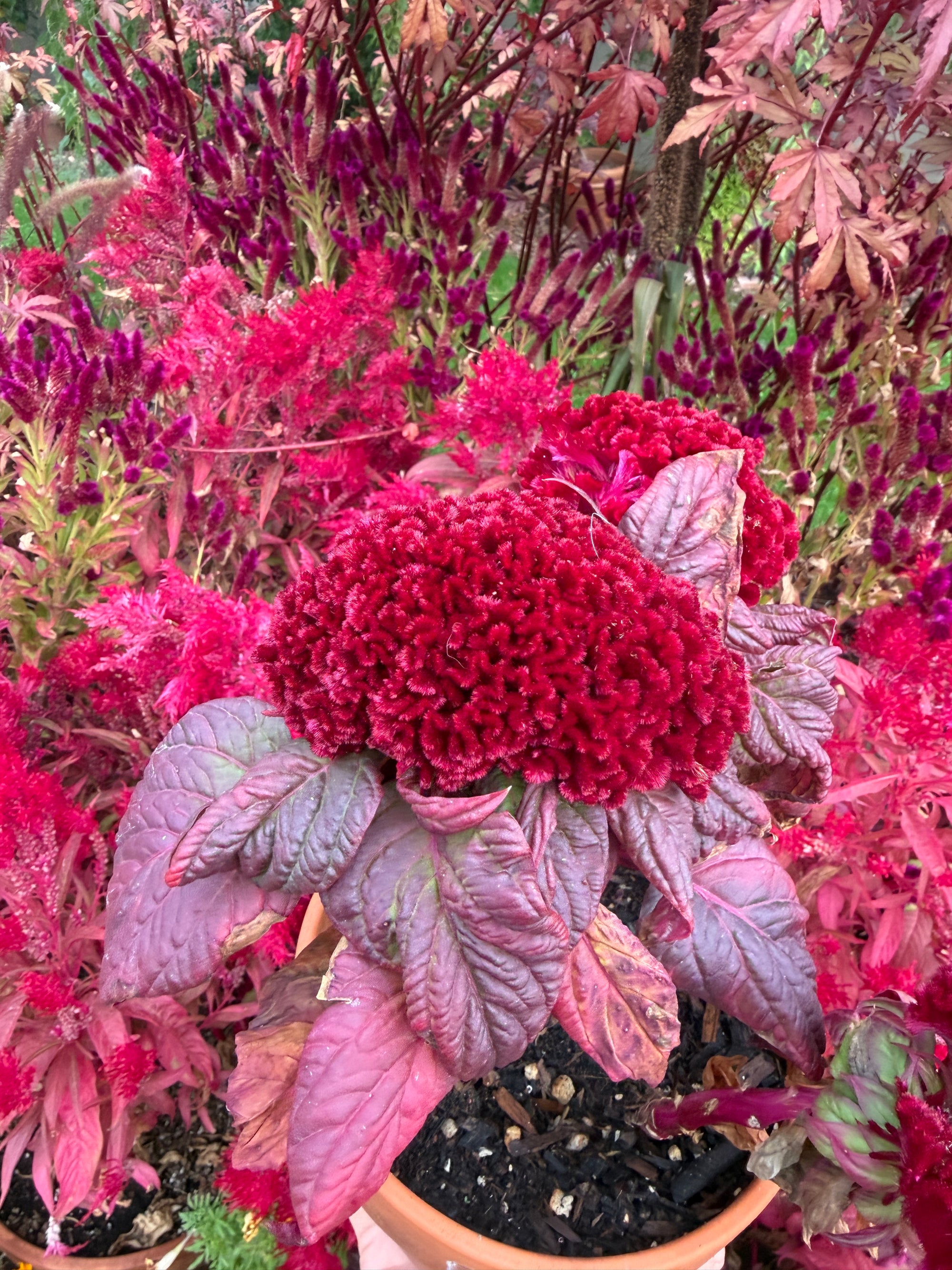 Cockscomb celosia Brainiac Raven Red