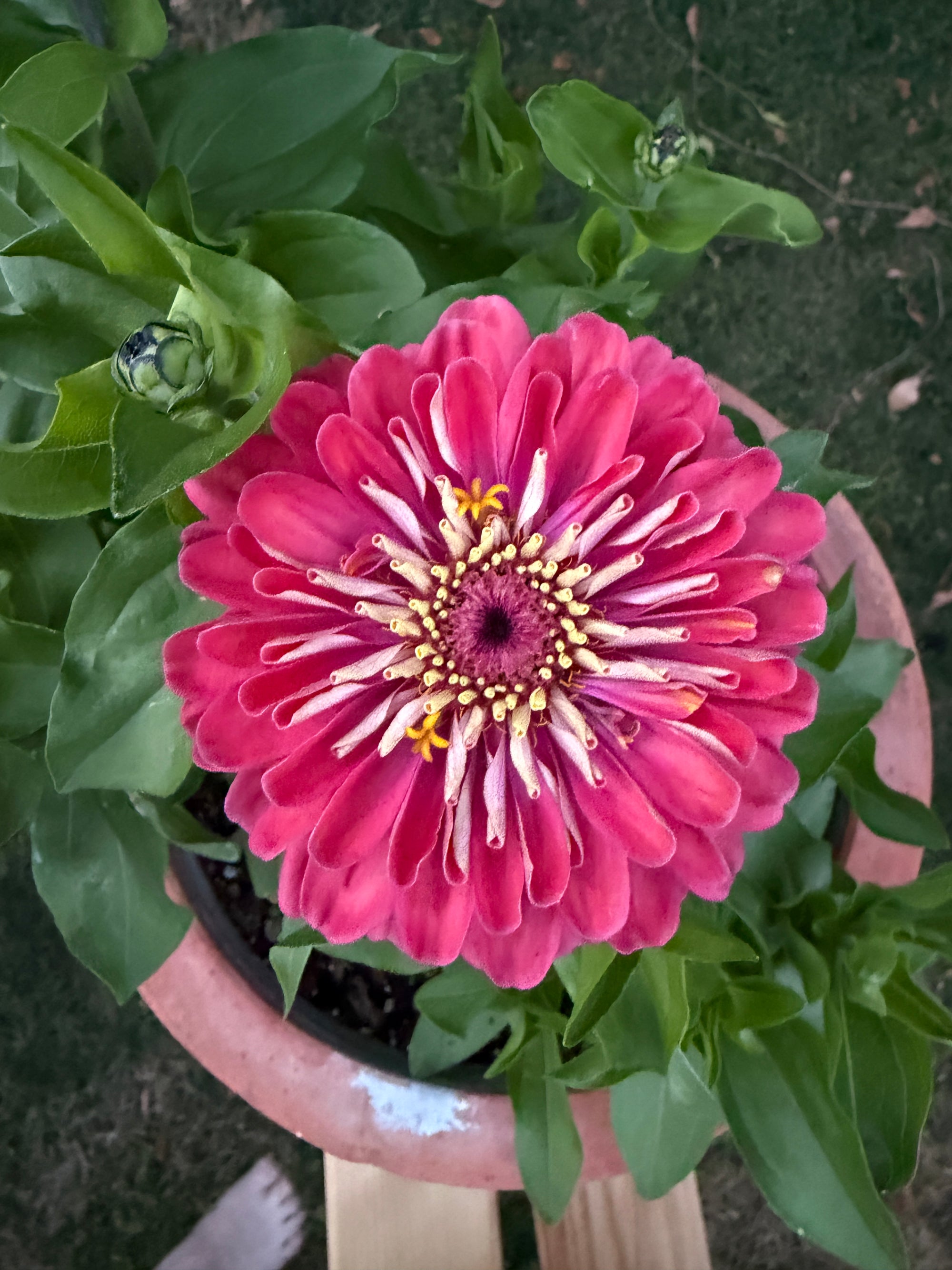 Zinnia Dreamland 'Coral' Seeds