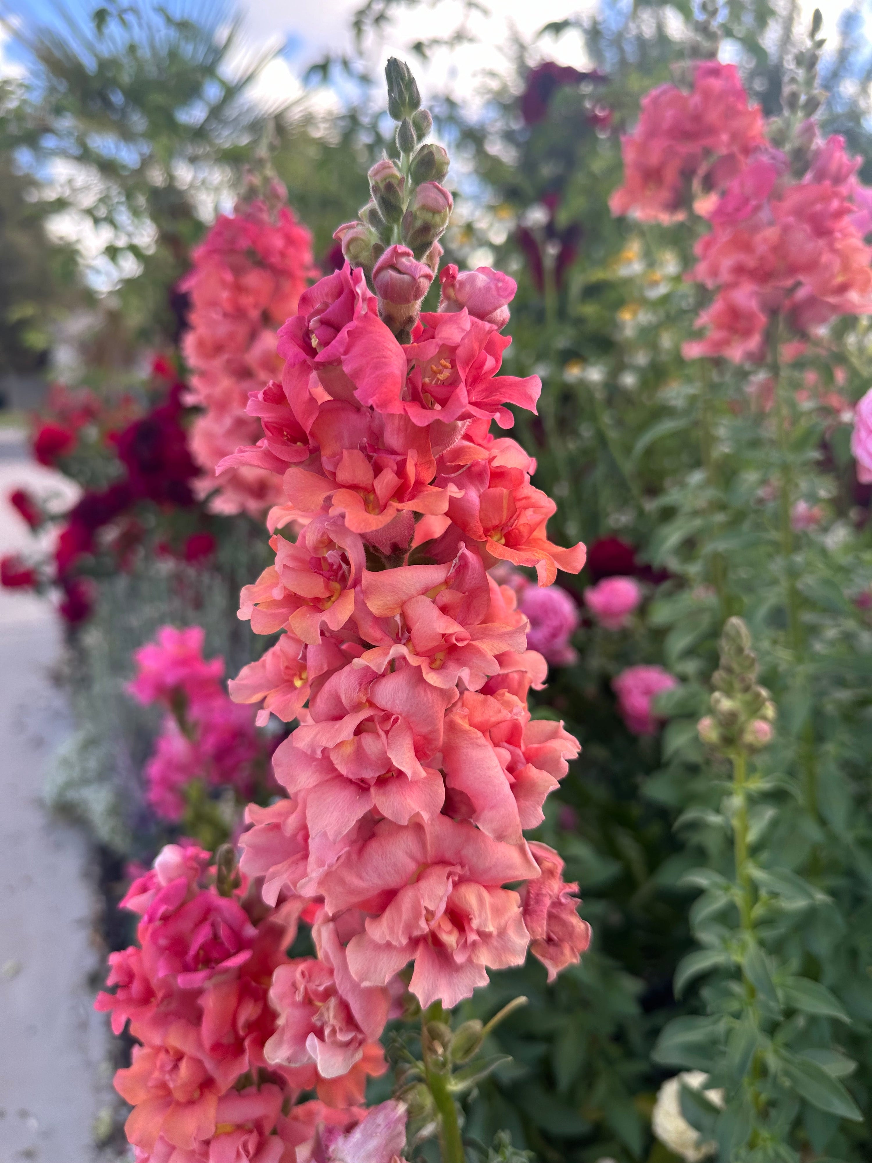 Snapdragon 'Madame Butterfly Bronze Cherry' plugs